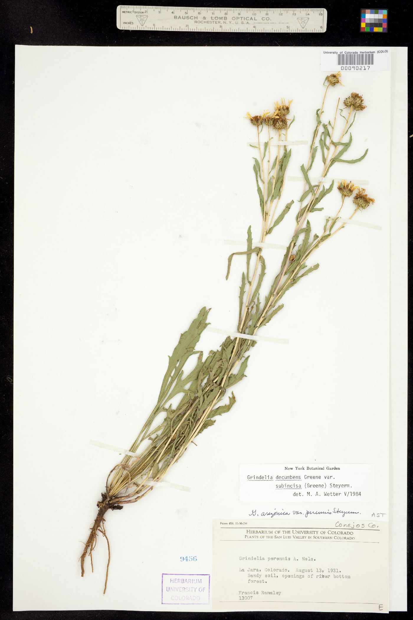Grindelia decumbens image