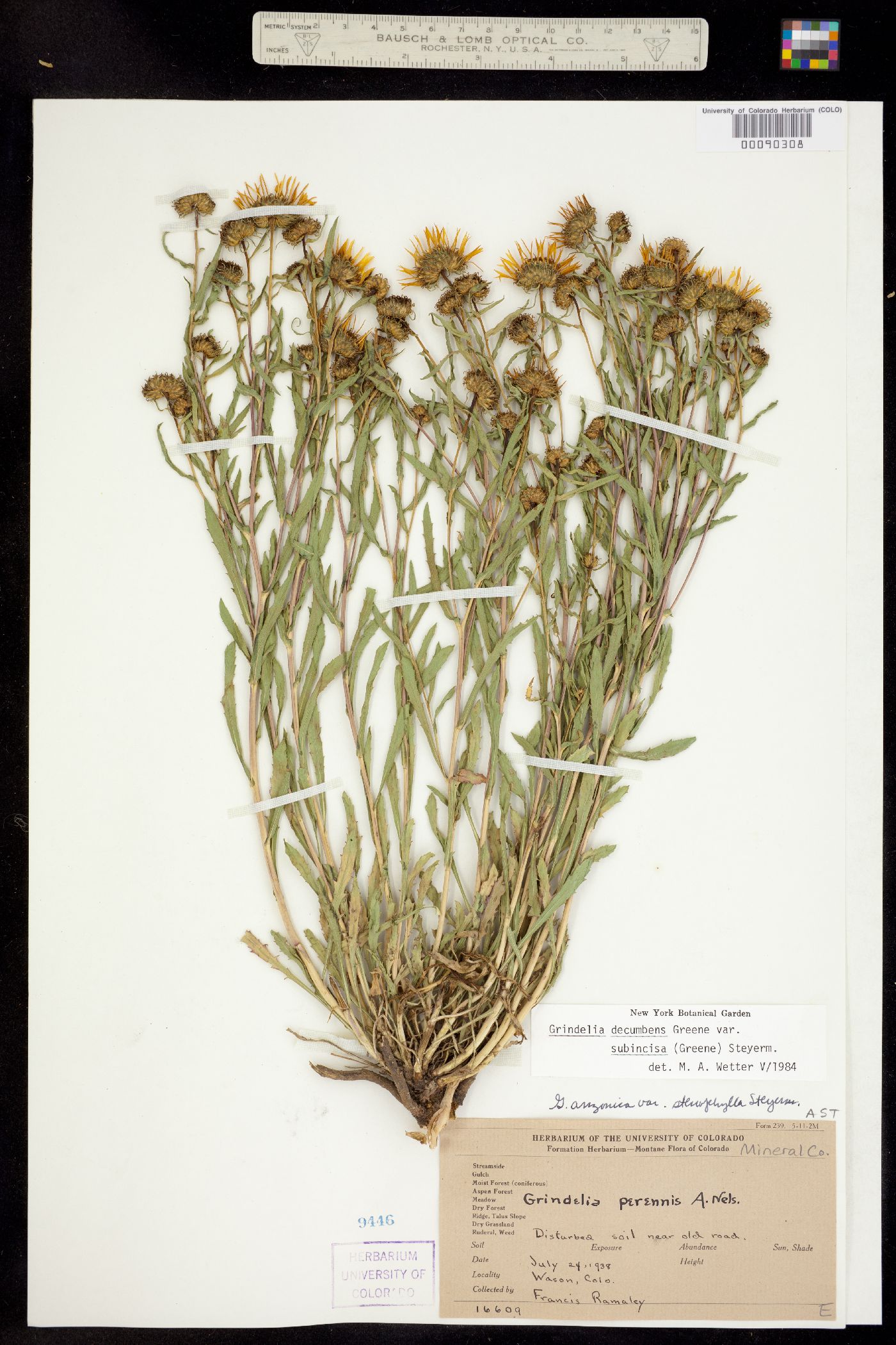 Grindelia decumbens image