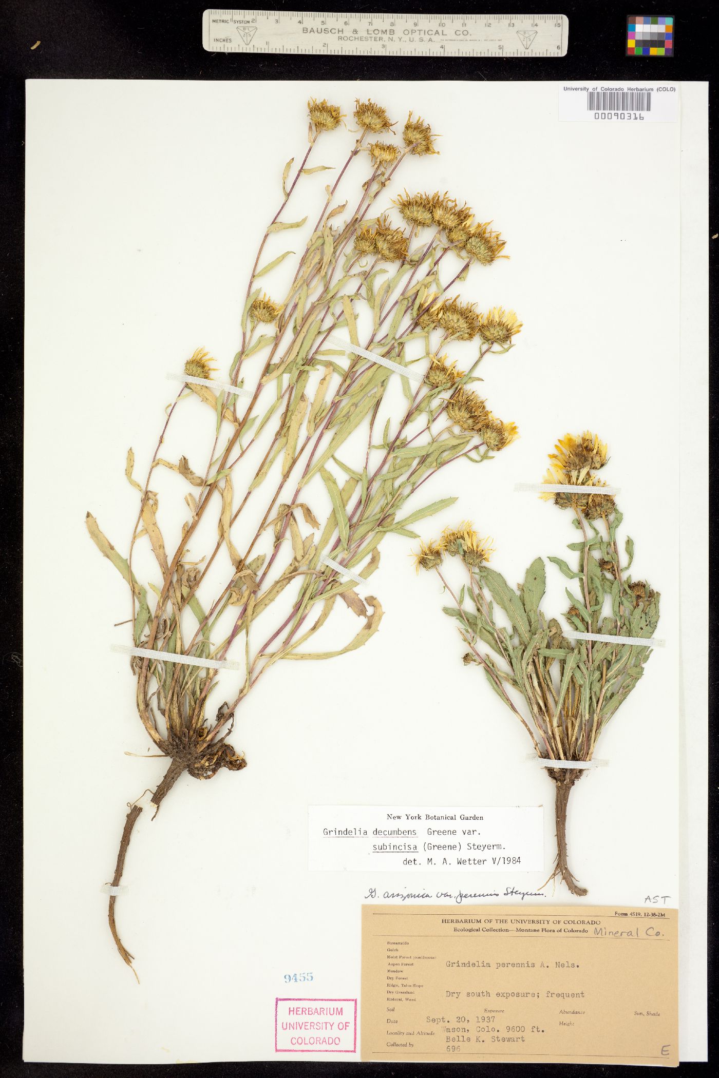 Grindelia decumbens image