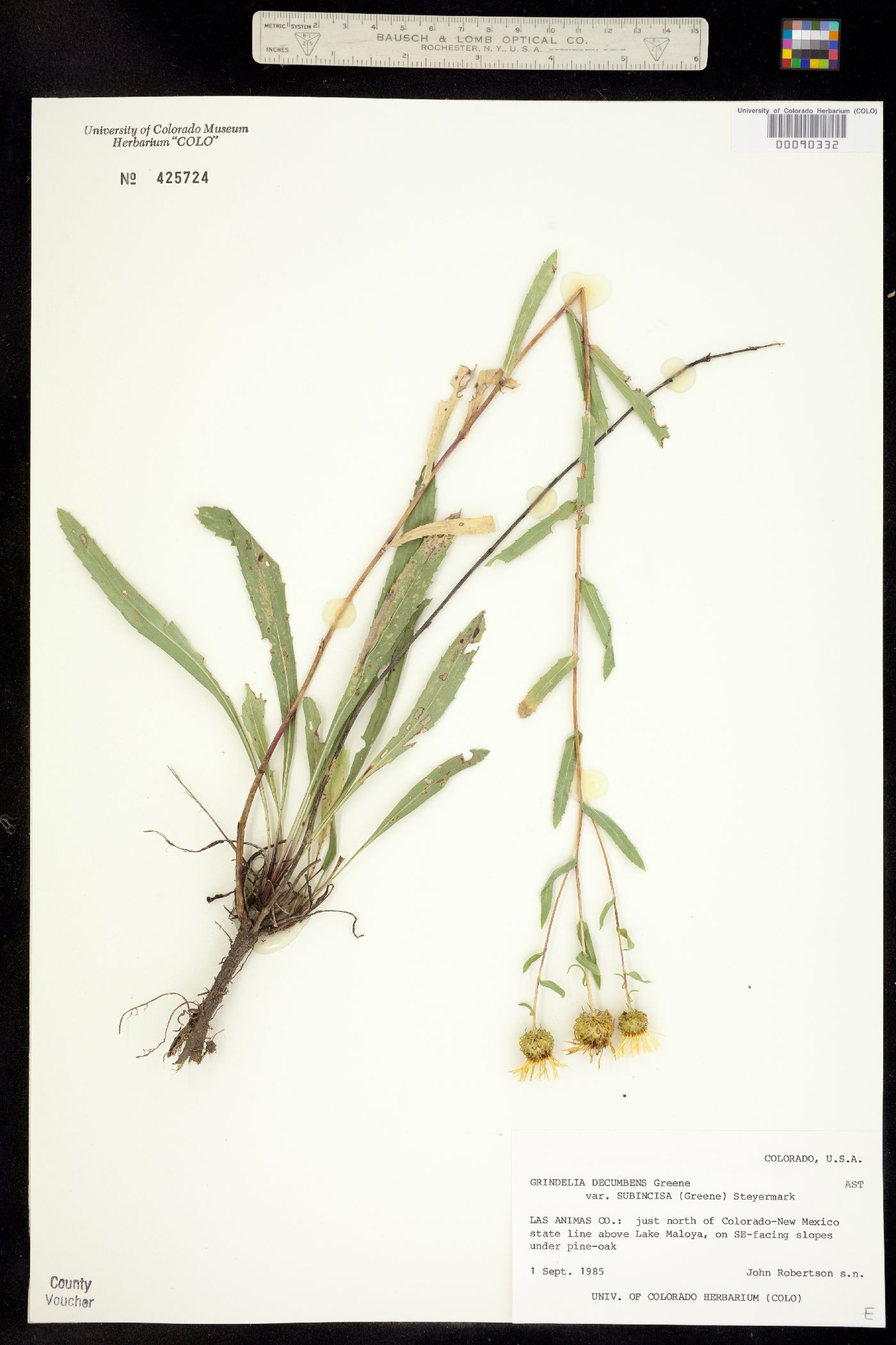 Grindelia decumbens image