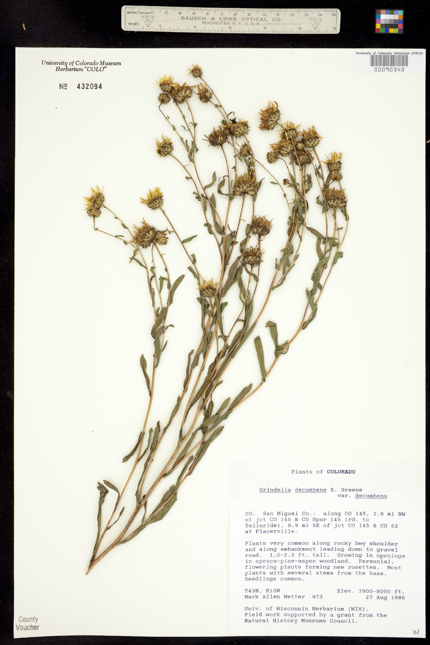 Grindelia decumbens image