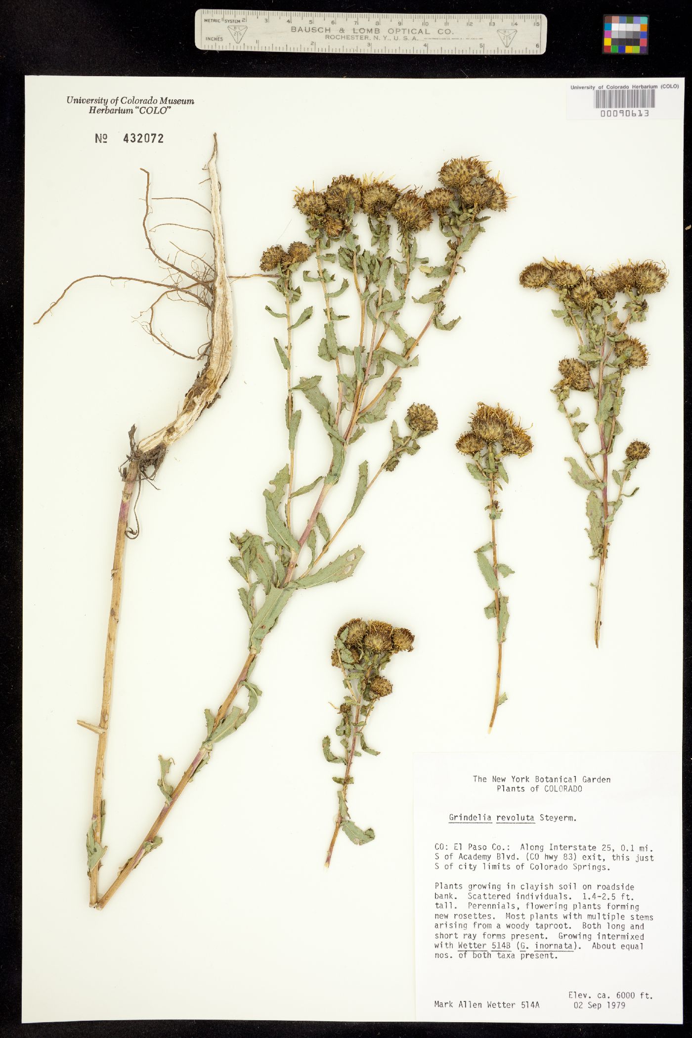Grindelia revoluta image
