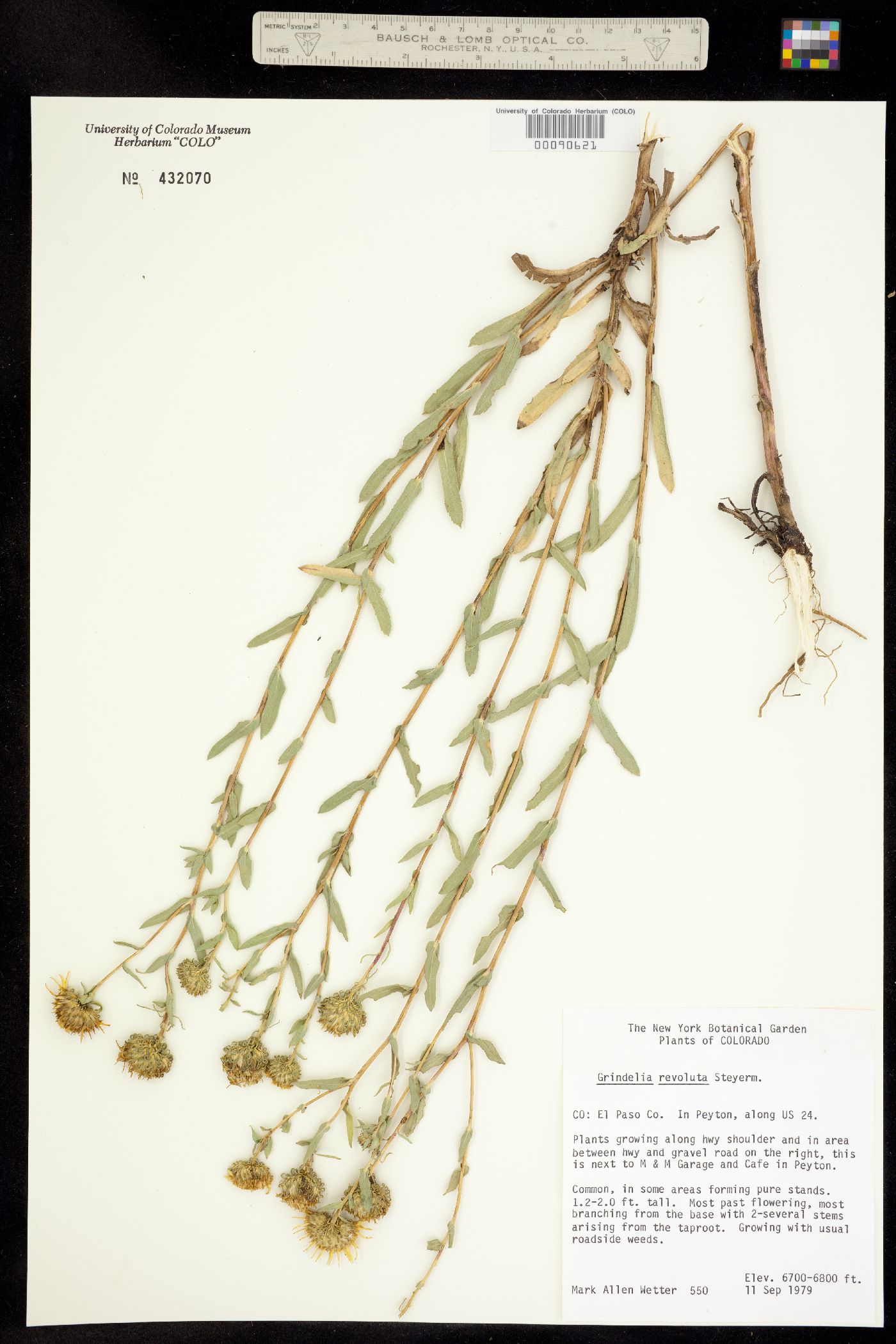 Grindelia hirsutula image