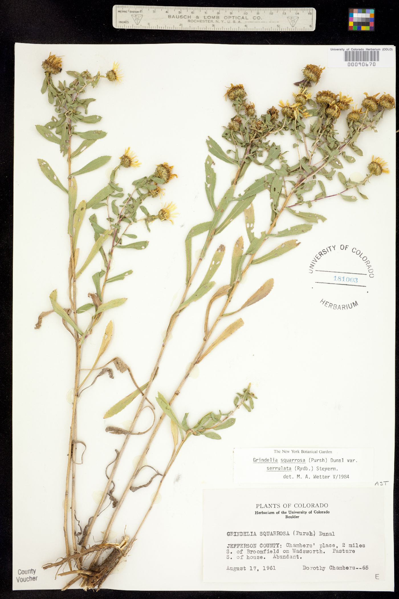 Grindelia squarrosa var. serrulata image