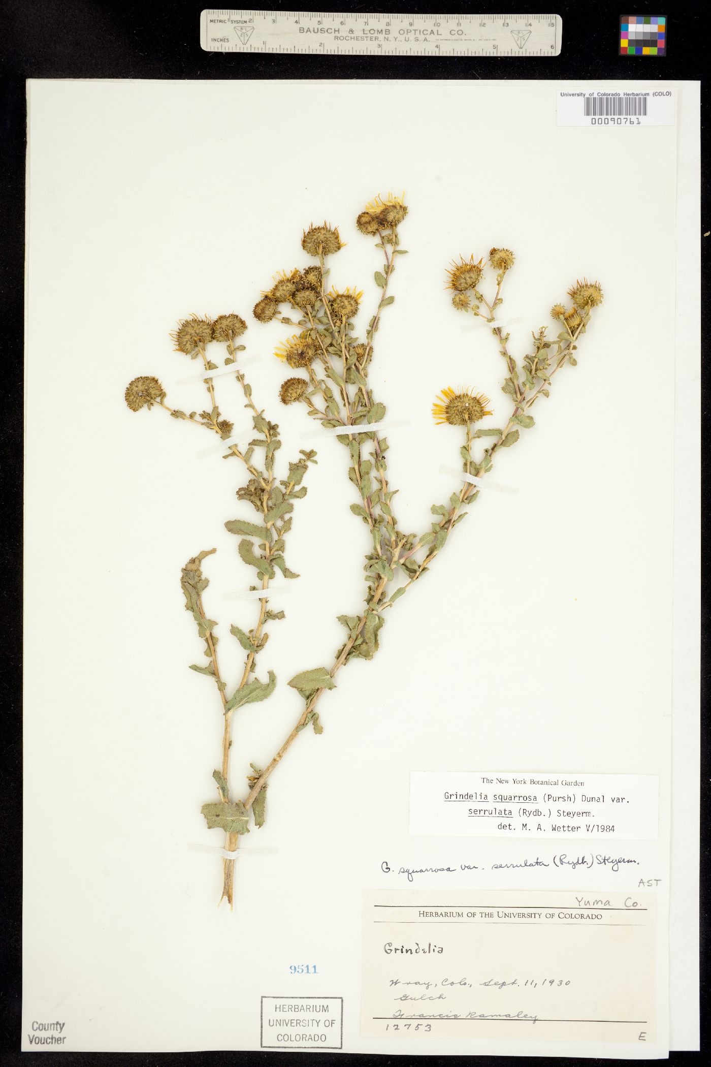 Grindelia squarrosa image