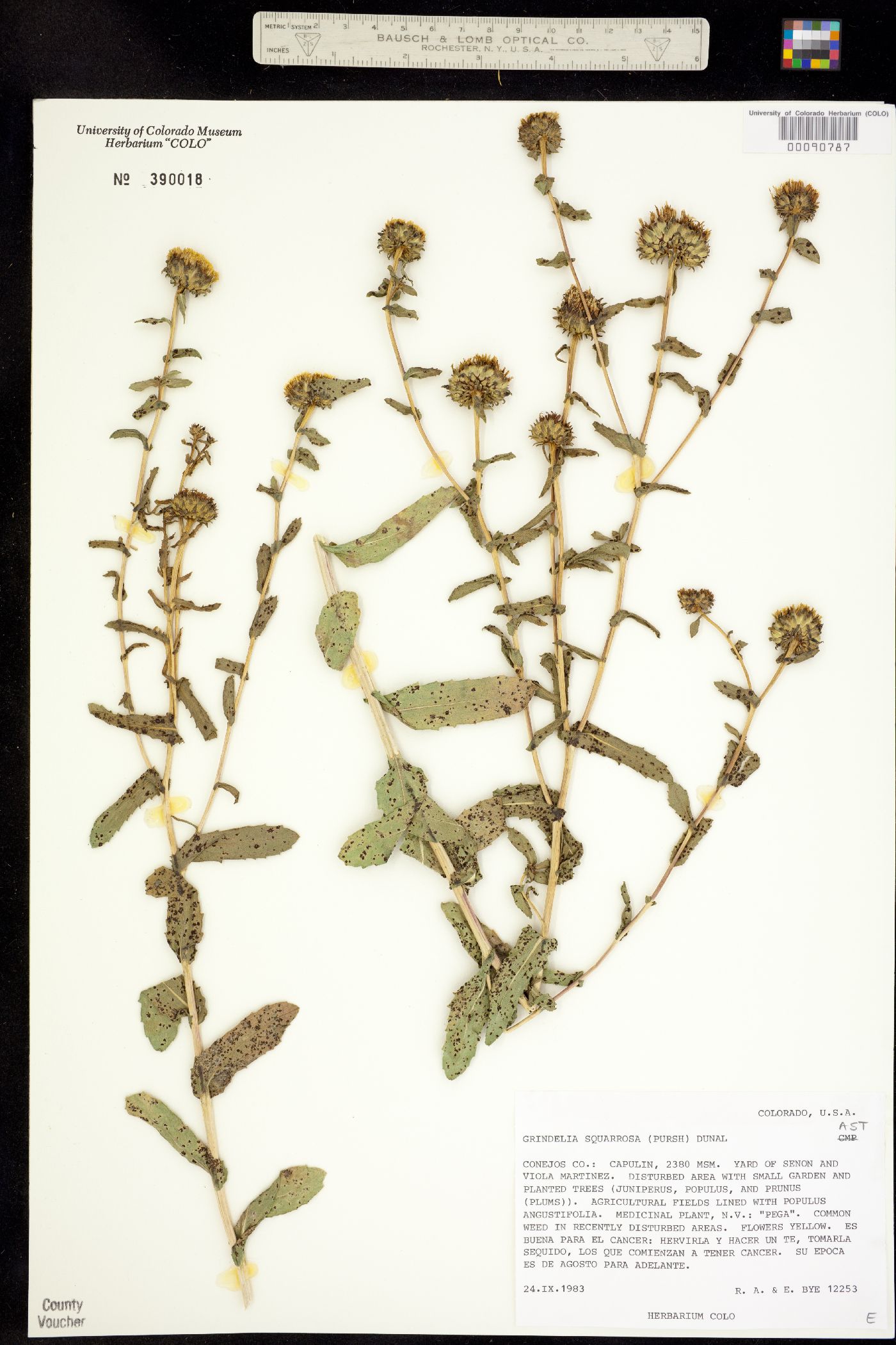 Grindelia squarrosa image
