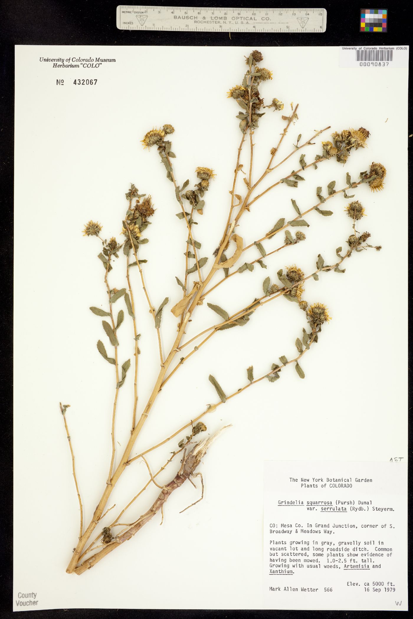 Grindelia squarrosa image