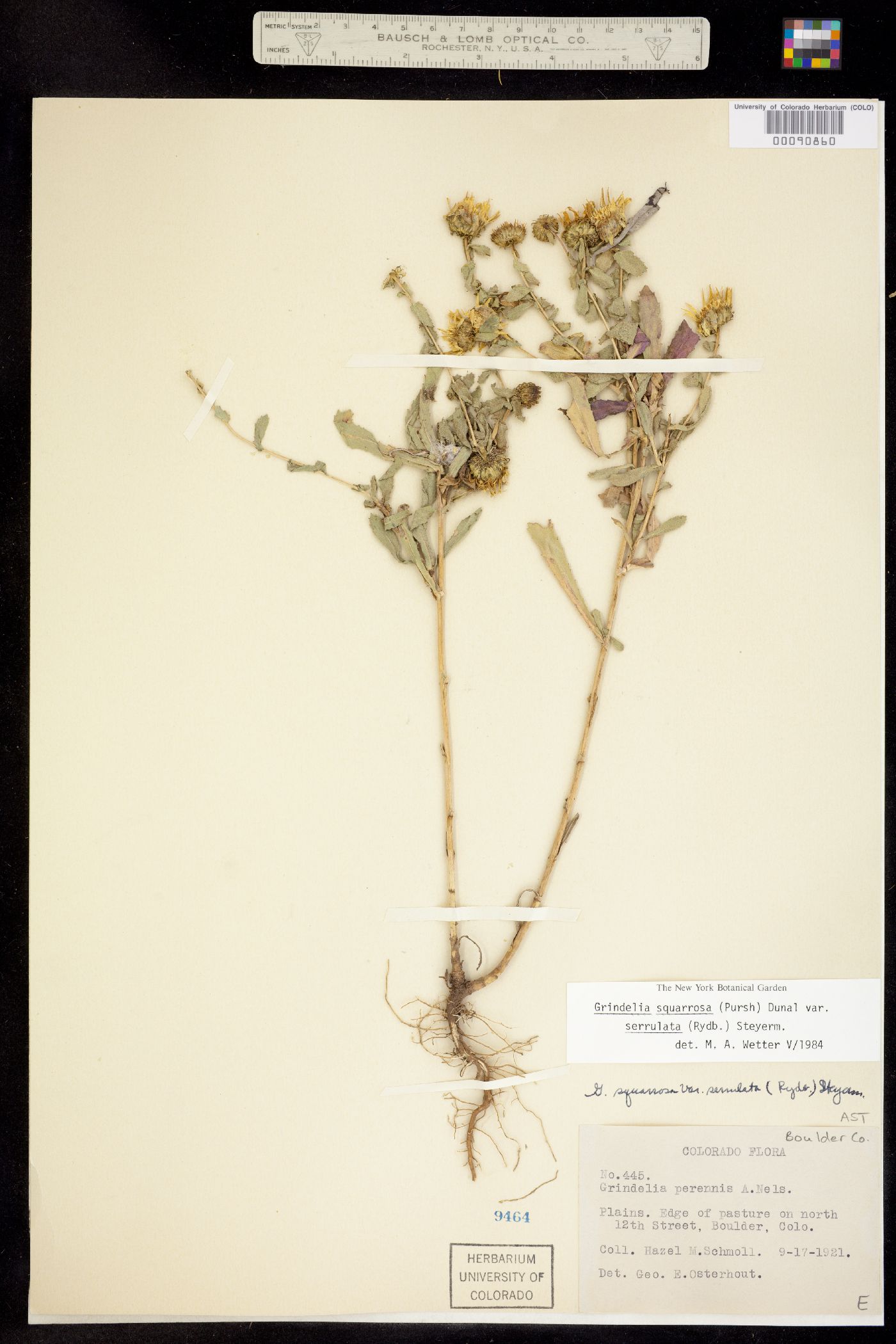 Grindelia squarrosa image