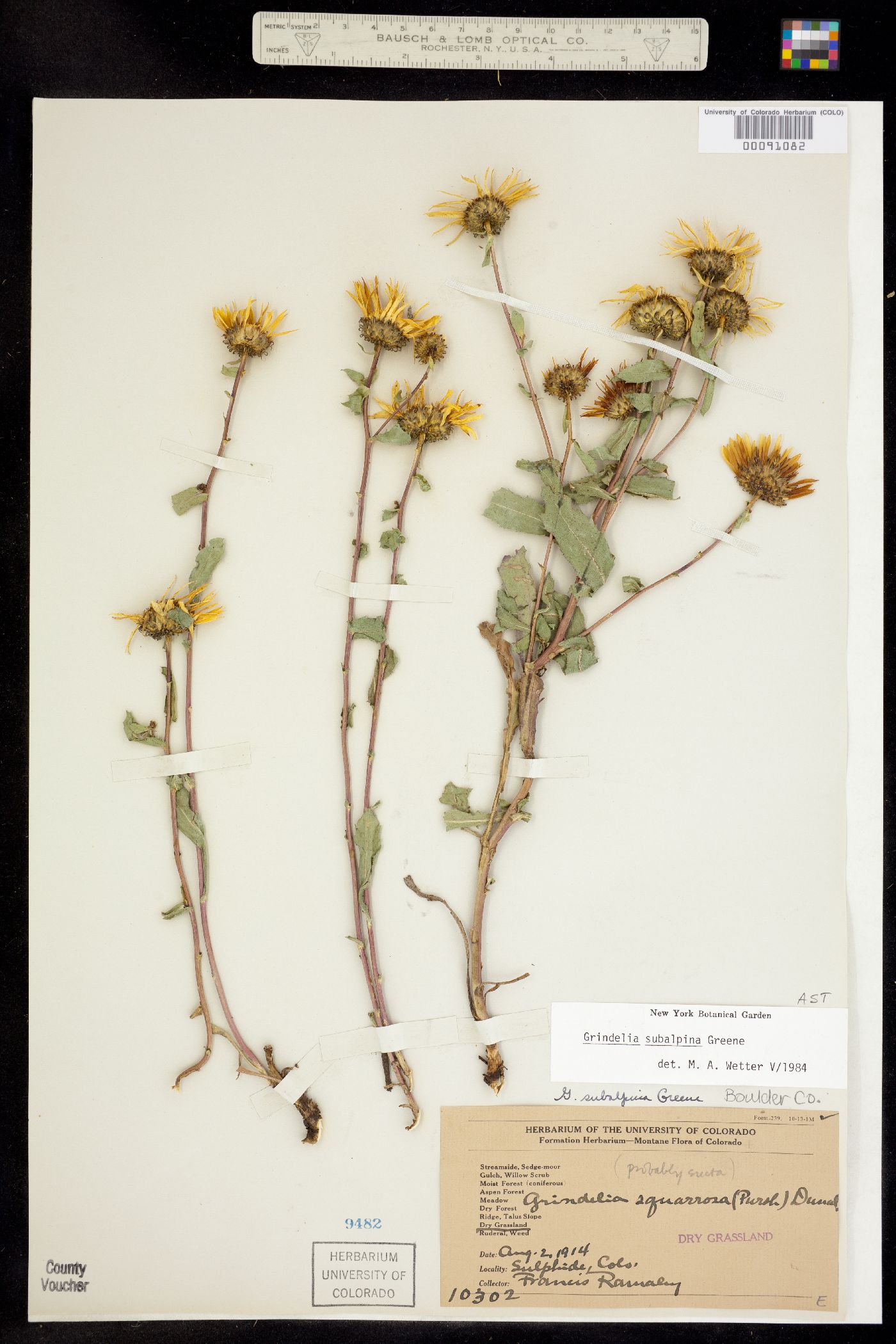 Grindelia subalpina image