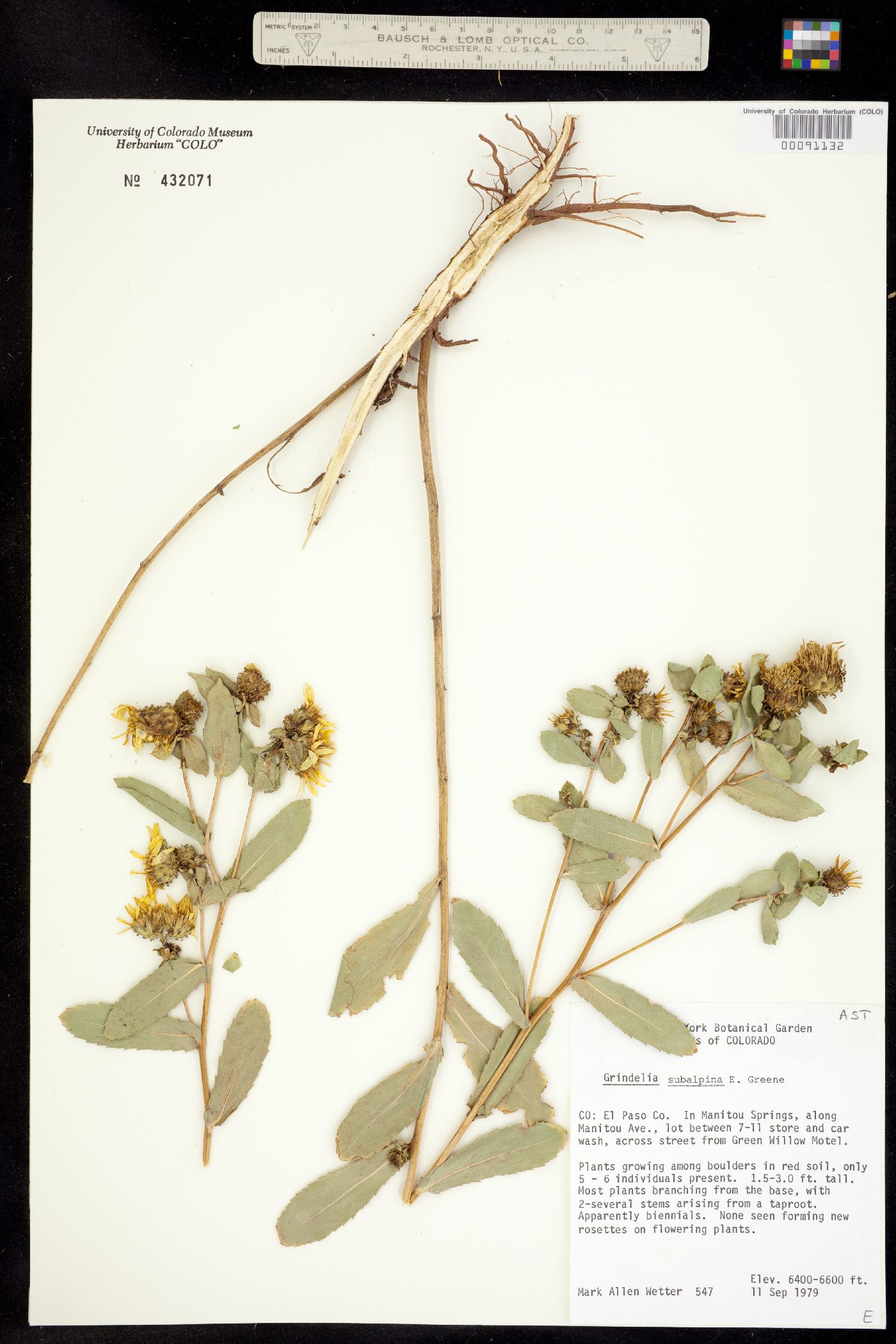 Grindelia subalpina image