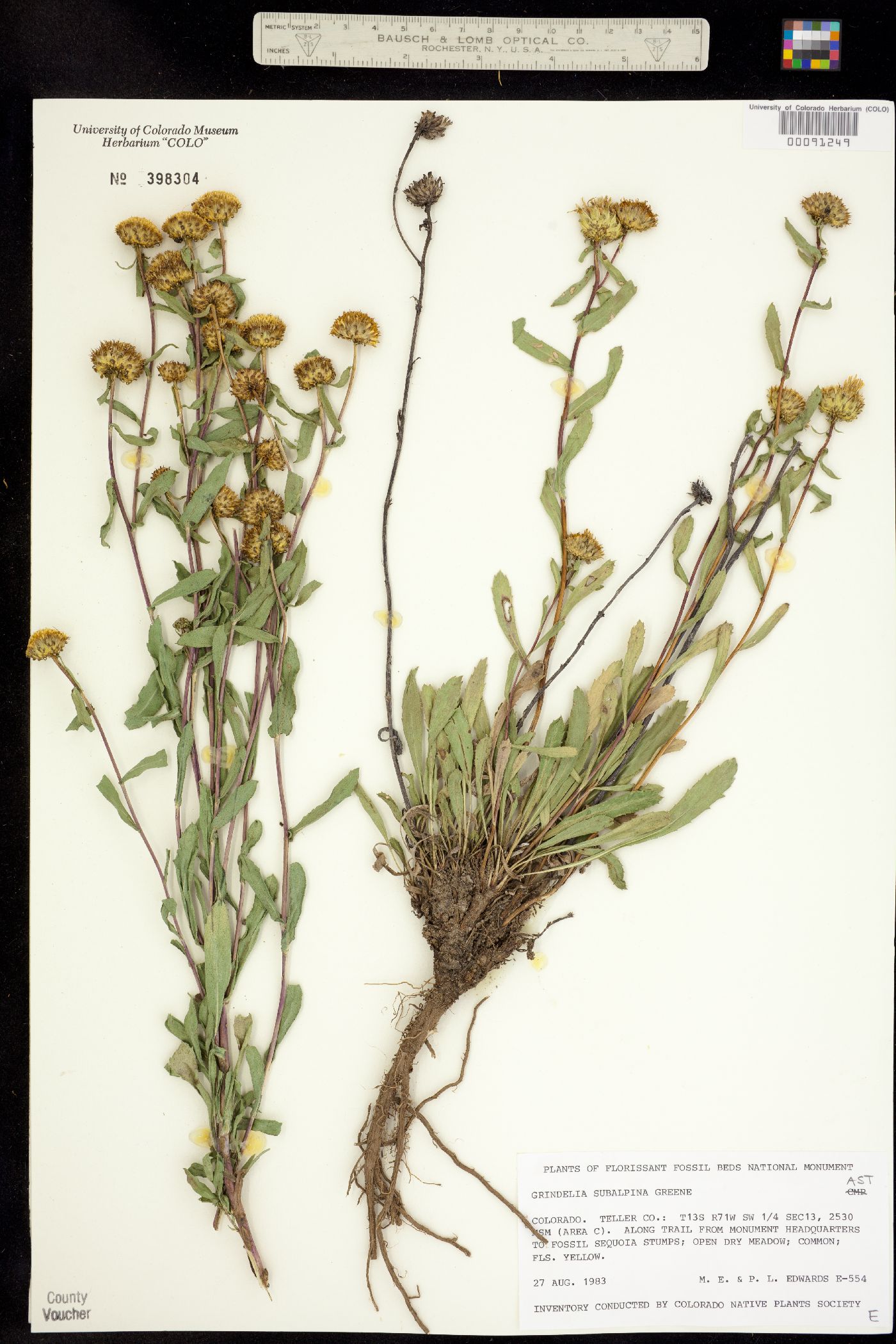 Grindelia subalpina image