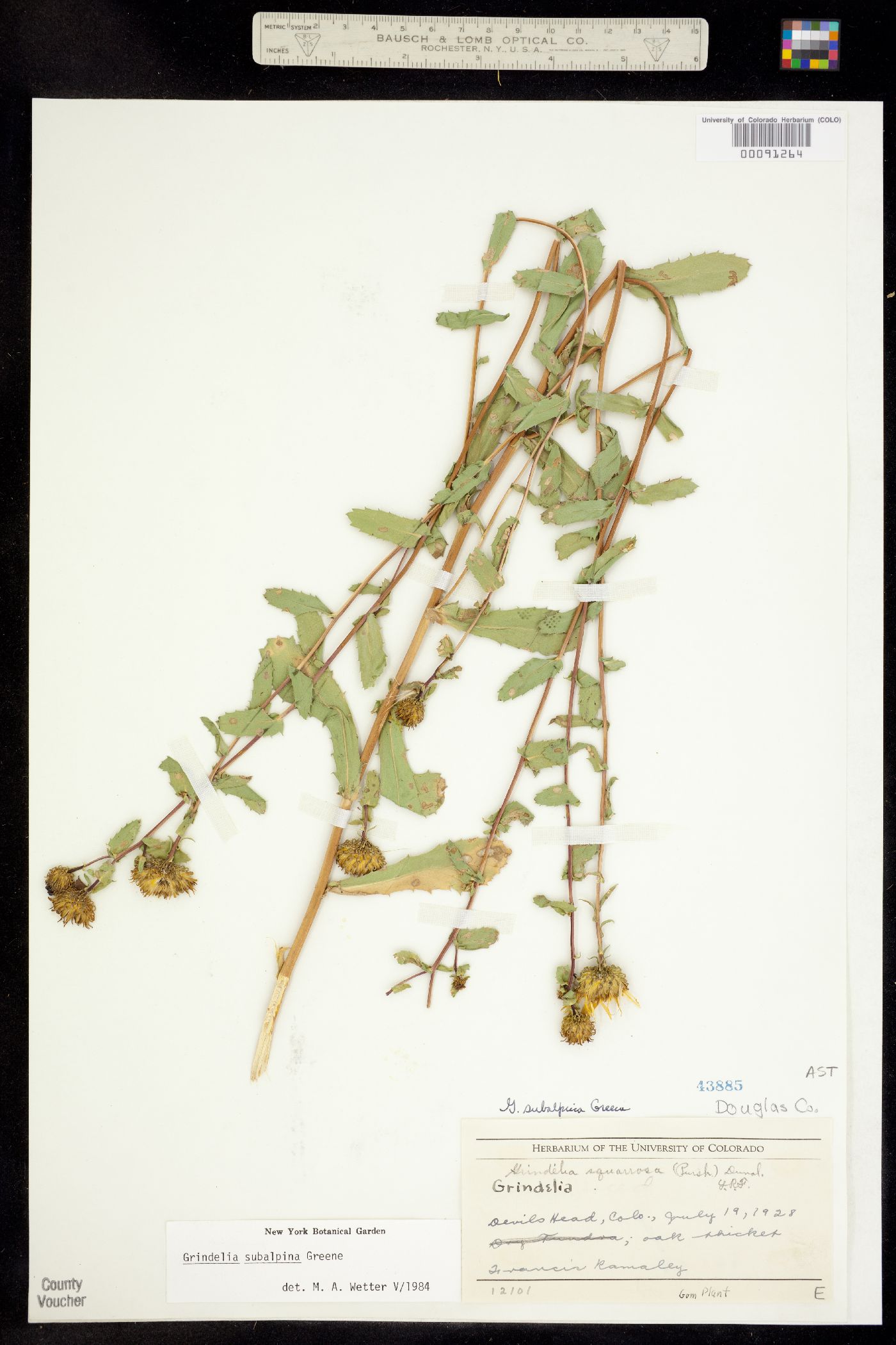 Grindelia subalpina image
