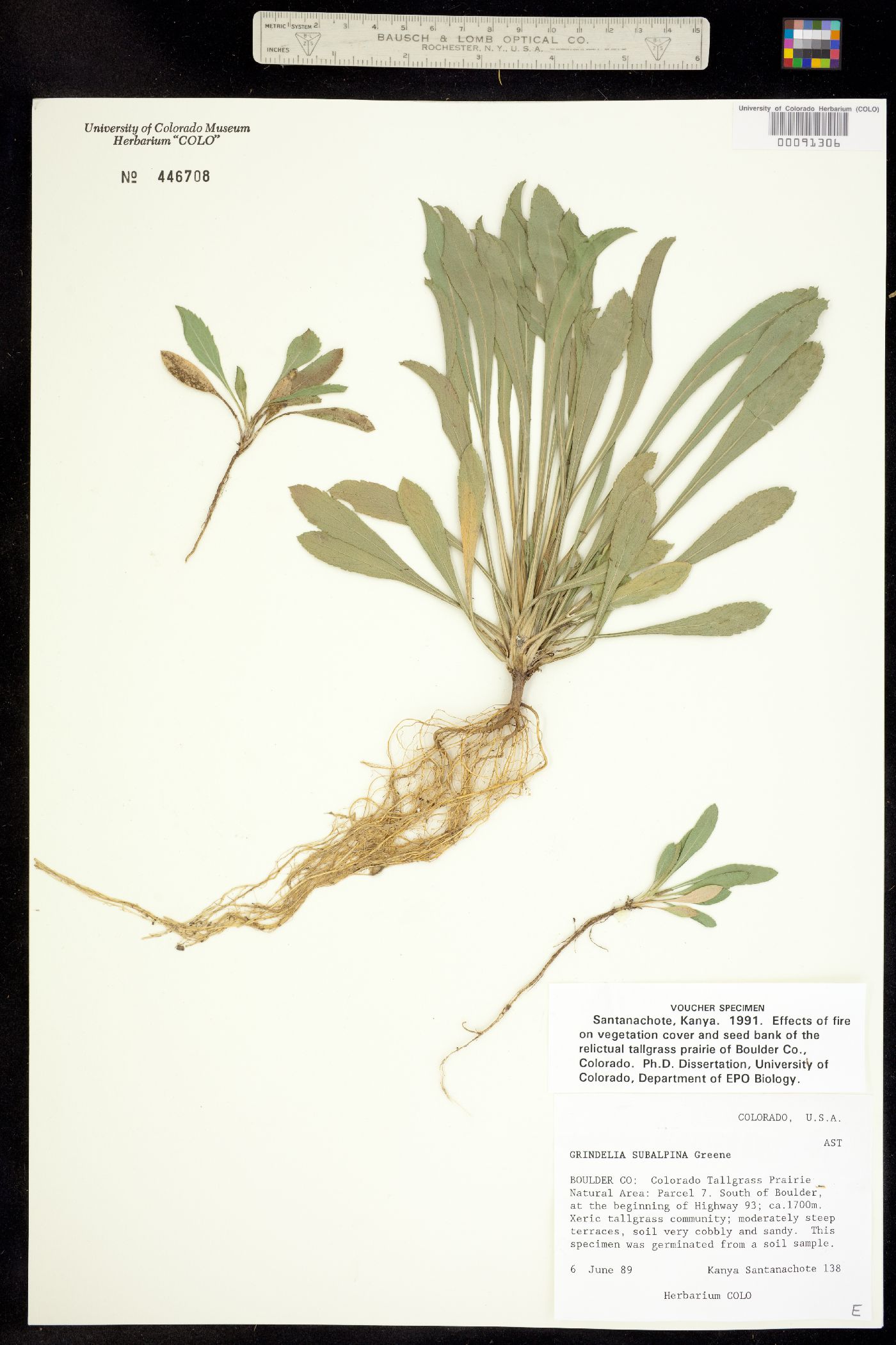 Grindelia subalpina image