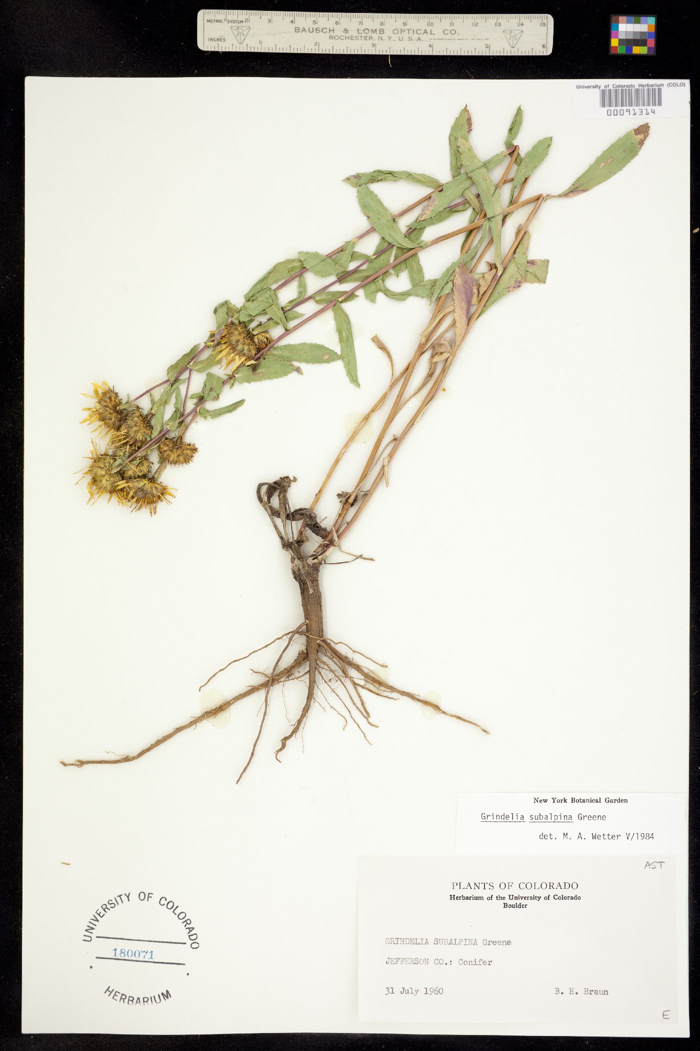 Grindelia subalpina image
