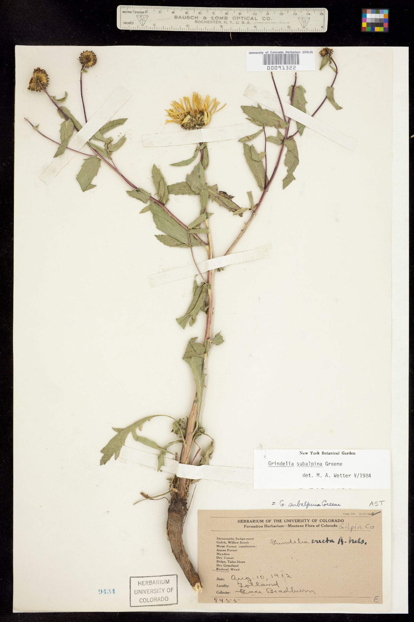 Grindelia subalpina image