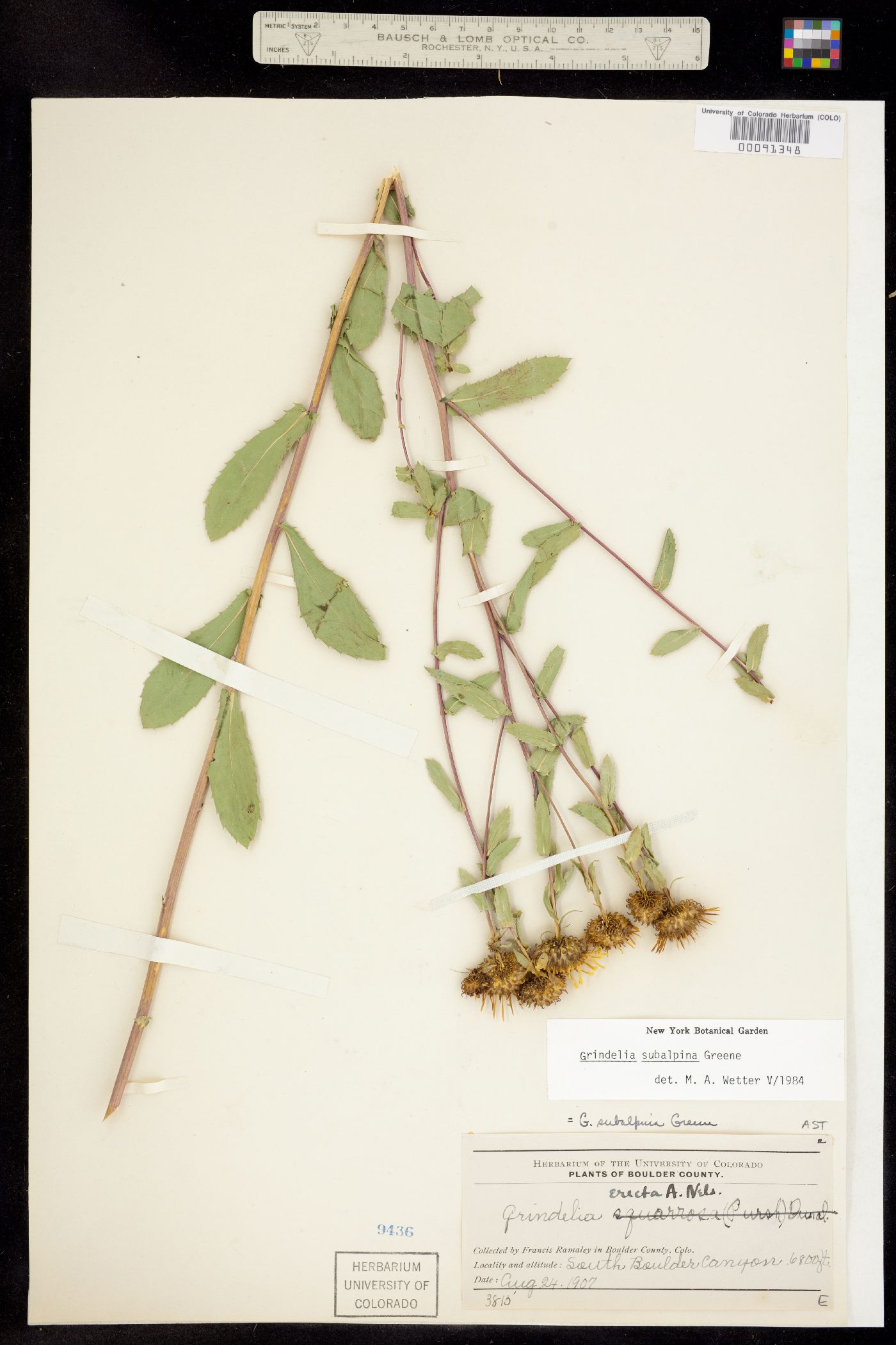 Grindelia subalpina image