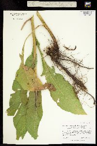 Grossheimia macrocephala image