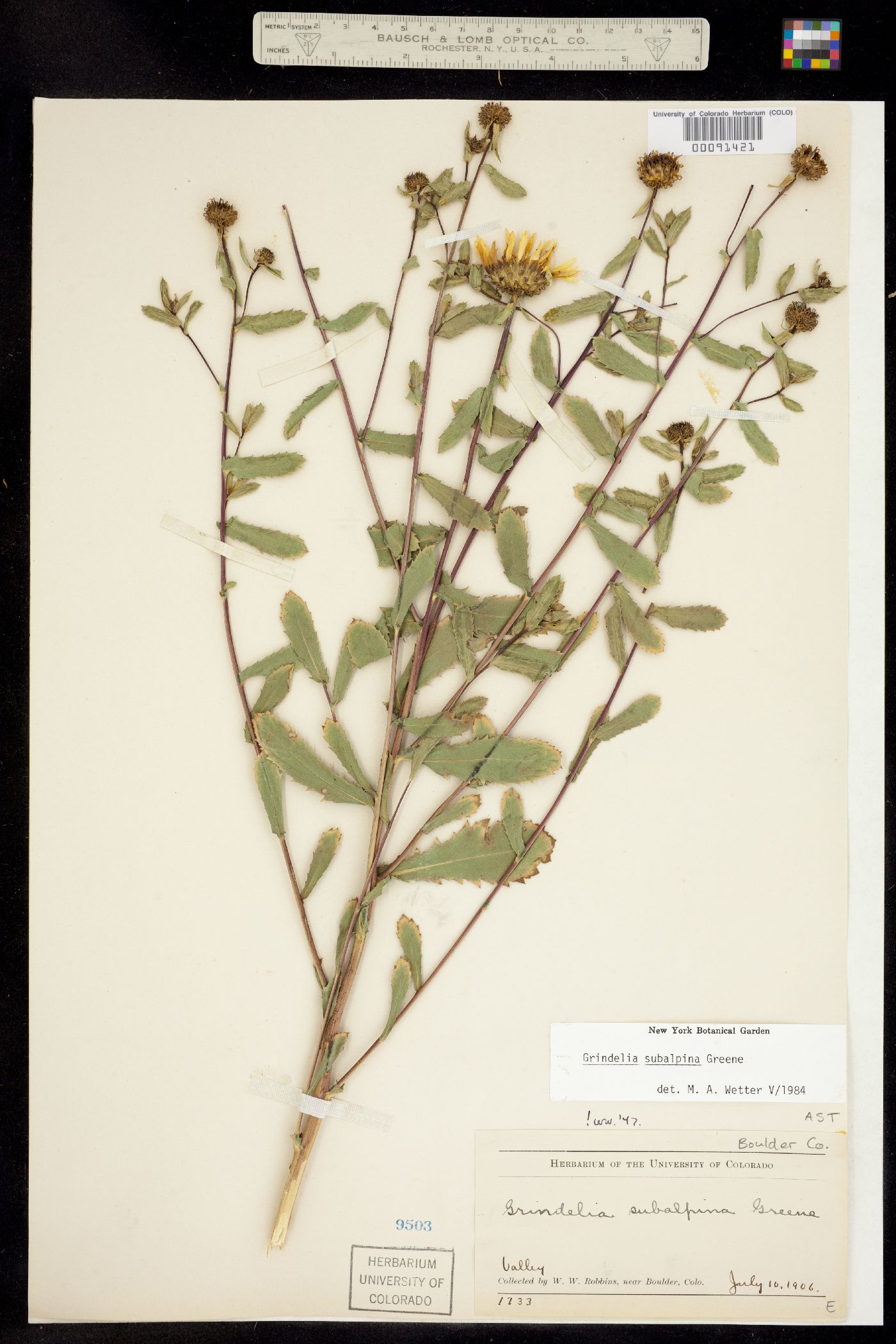 Grindelia subalpina image