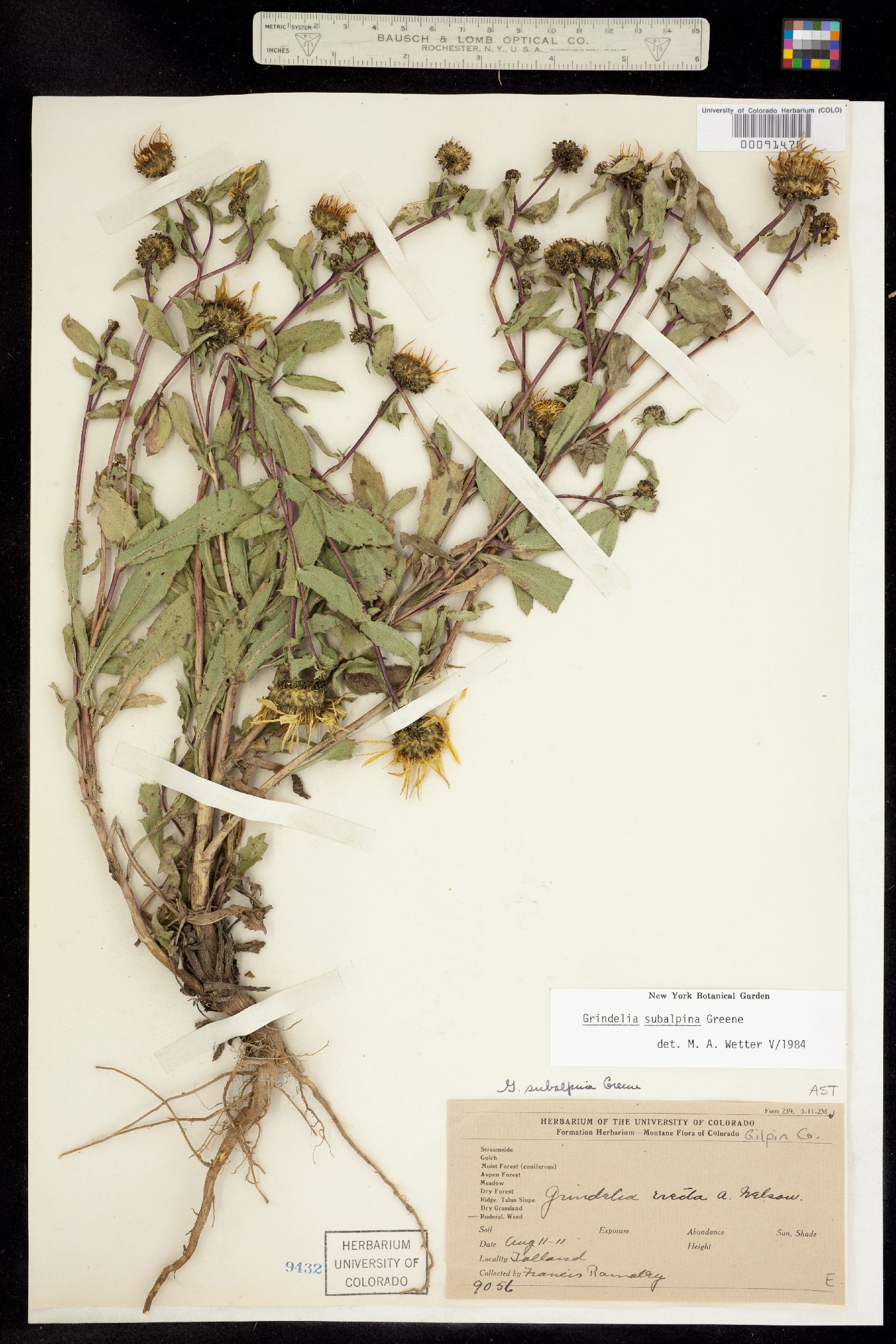Grindelia subalpina image