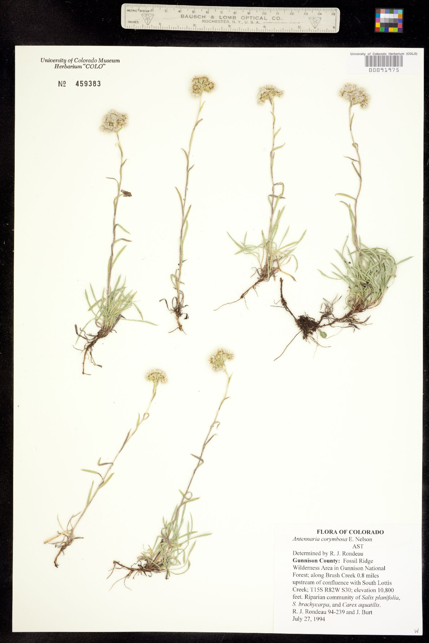 Antennaria corymbosa image