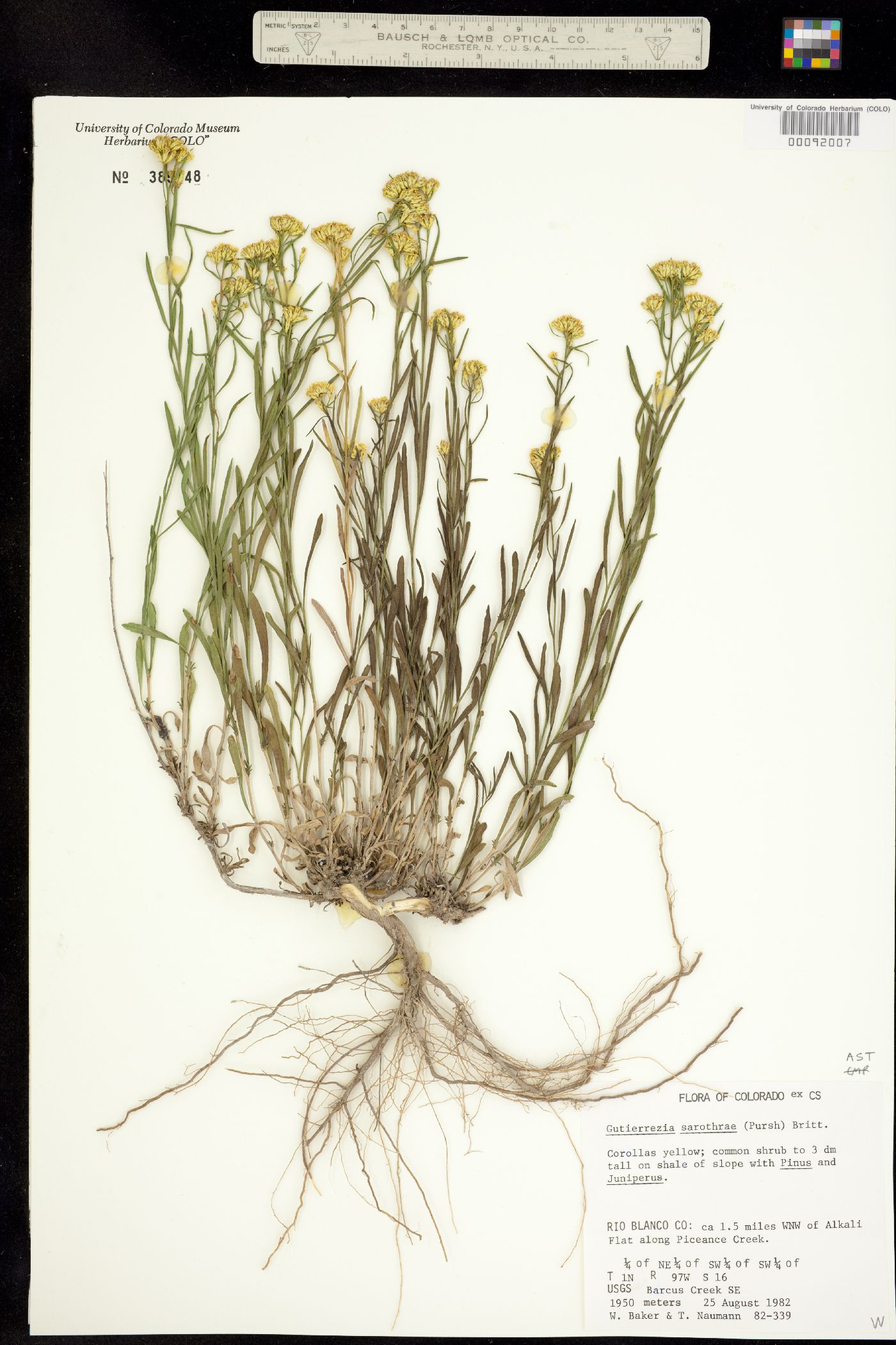 Gutierrezia sarothrae image