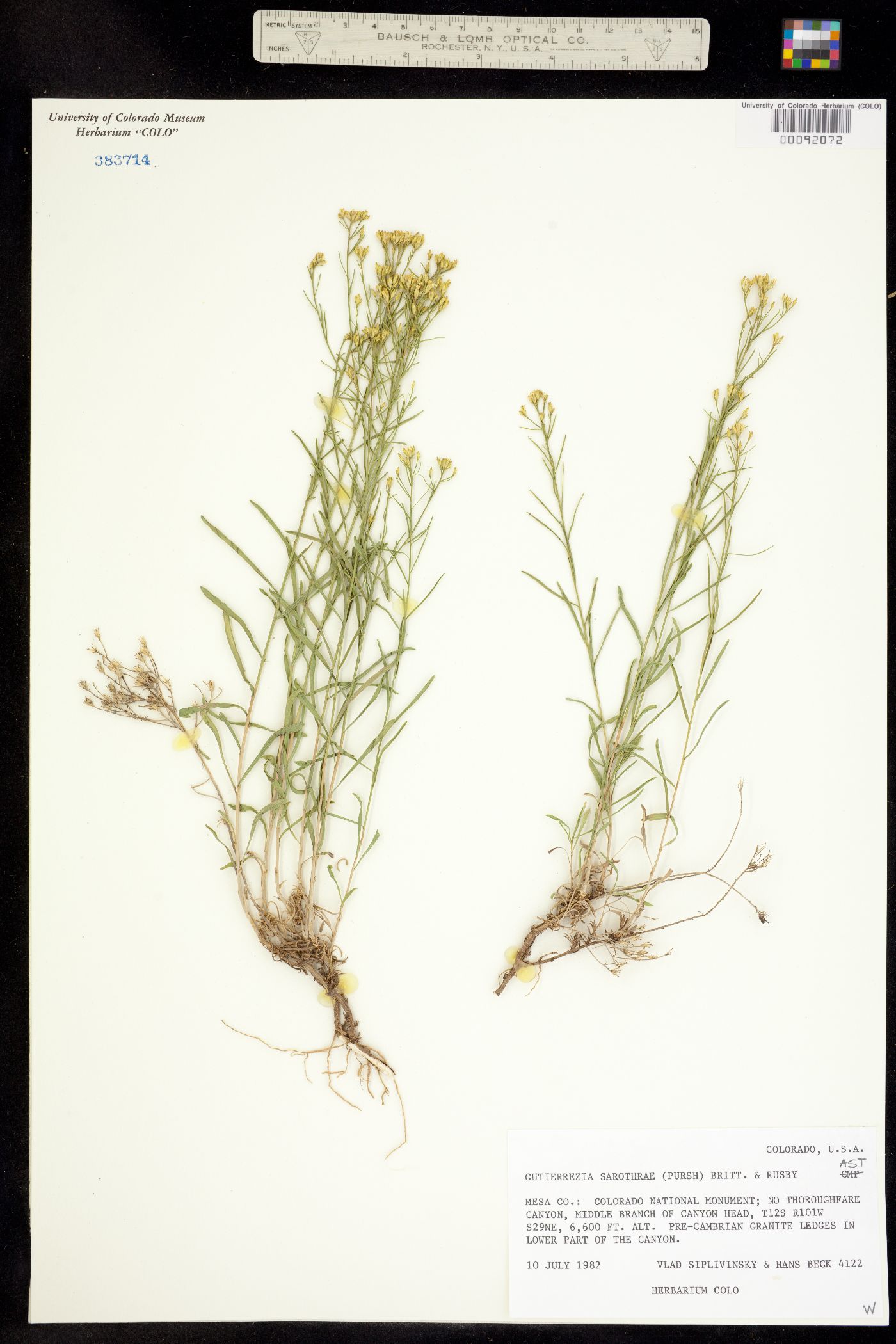 Gutierrezia sarothrae image