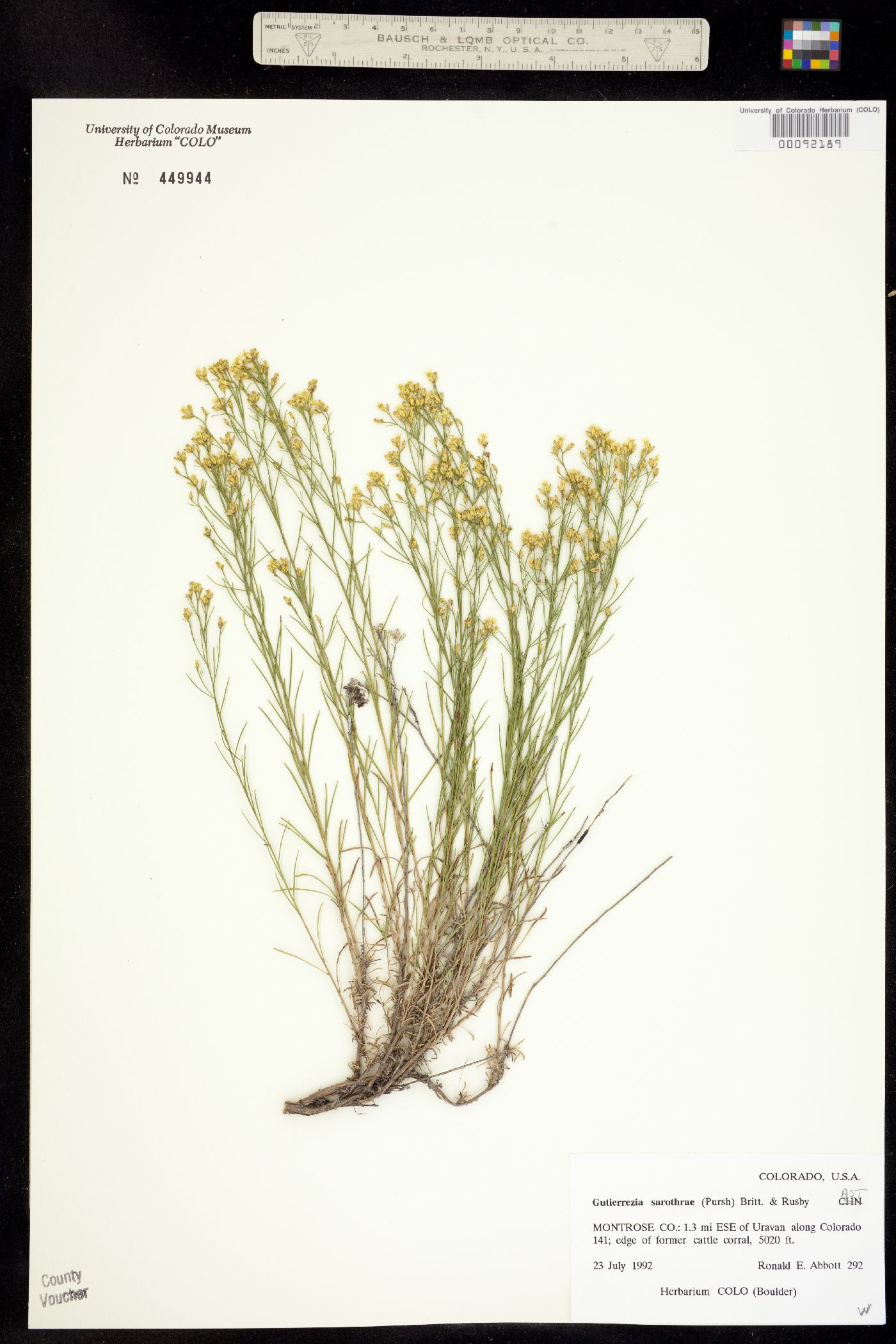 Gutierrezia sarothrae image