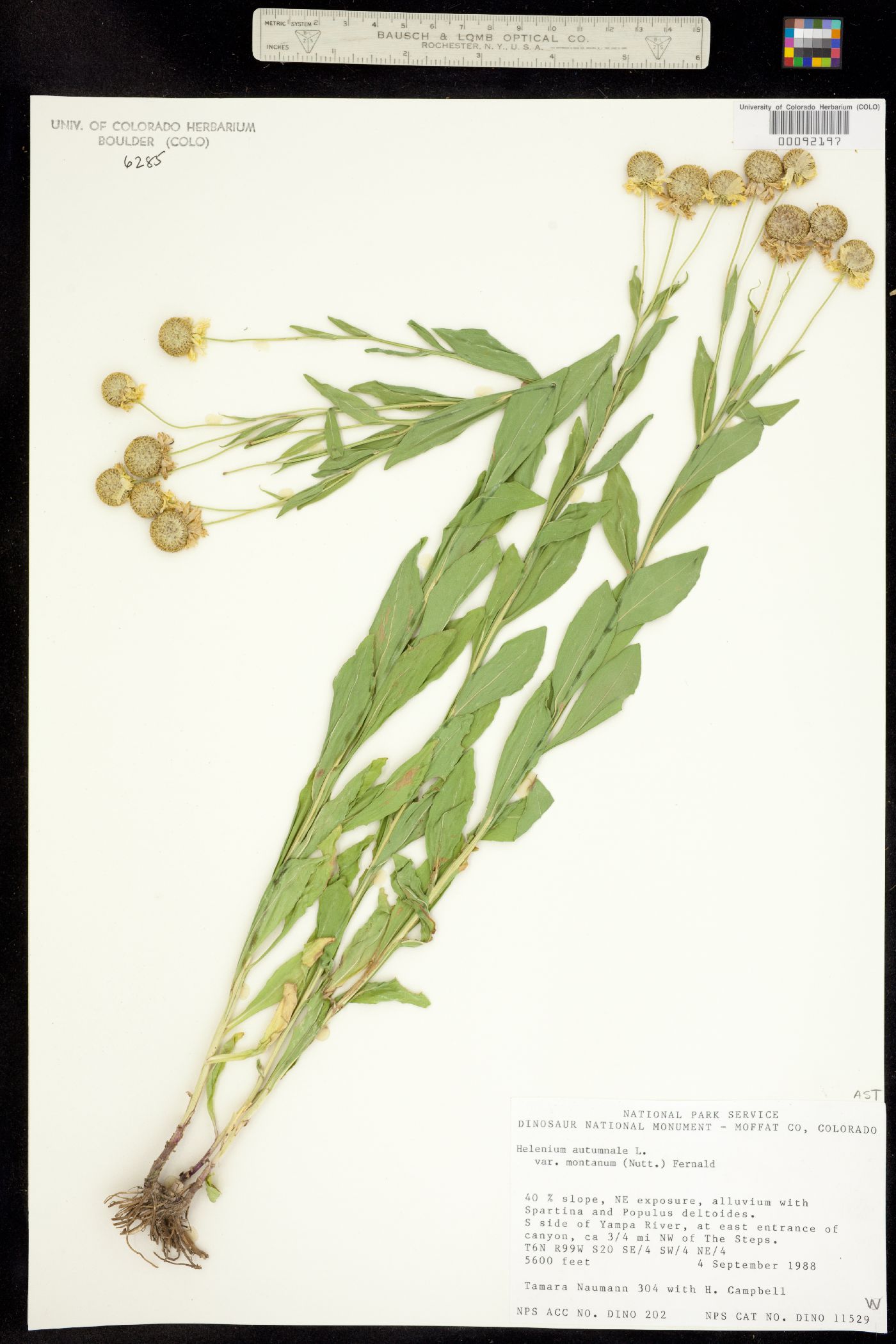 Helenium image
