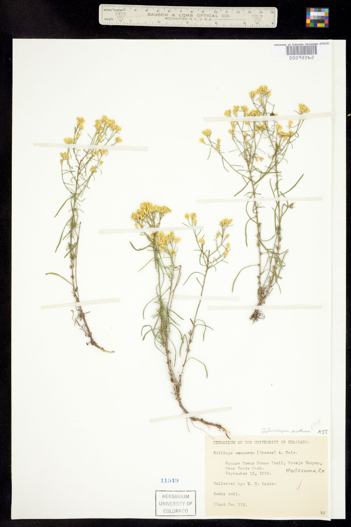 Gutierrezia sarothrae image