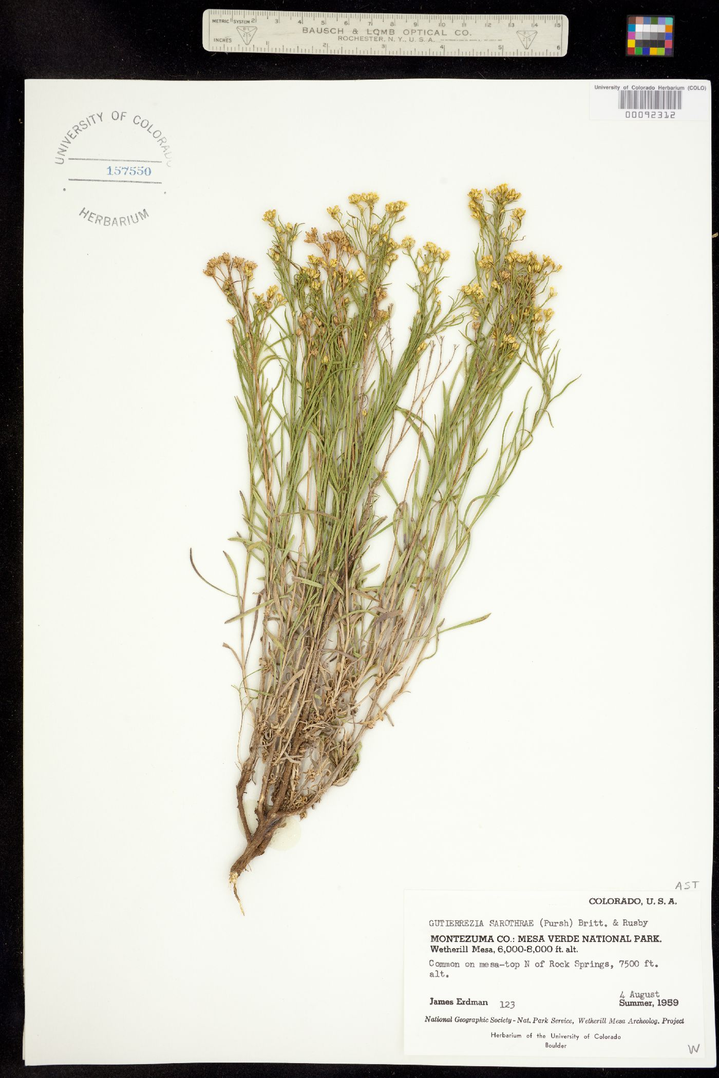 Gutierrezia sarothrae image