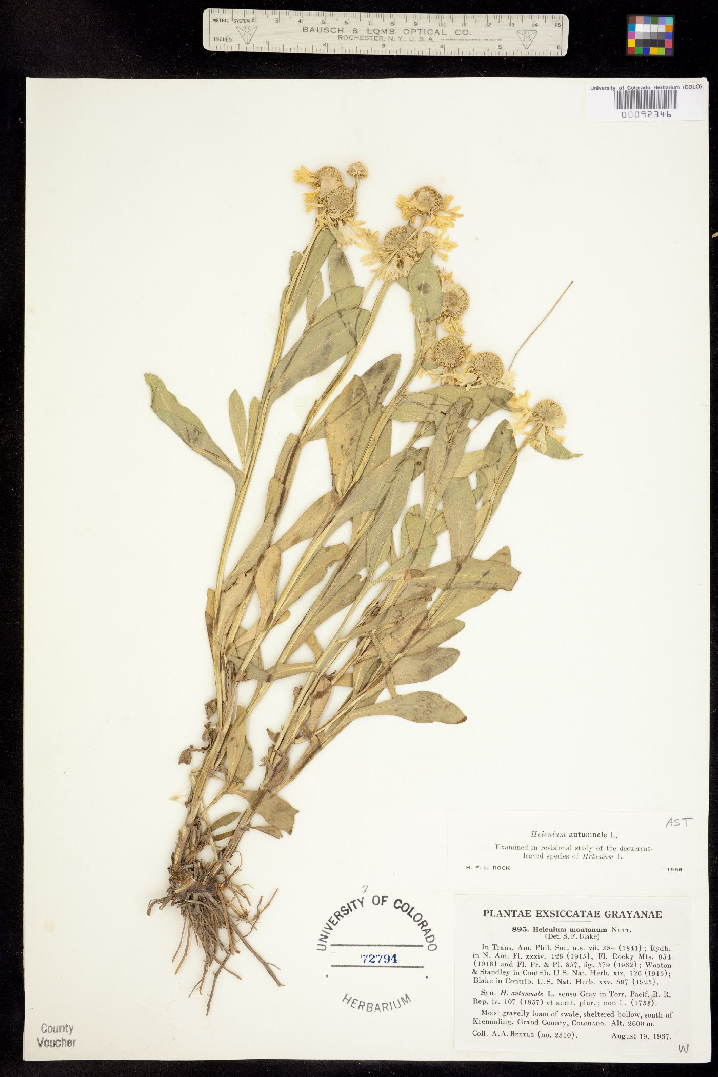 Helenium autumnale image