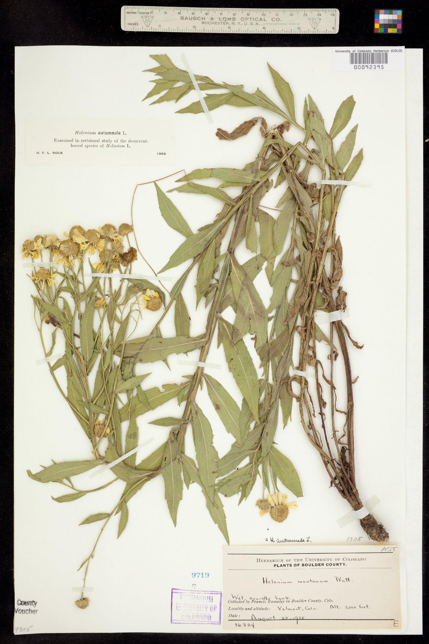 Helenium autumnale image