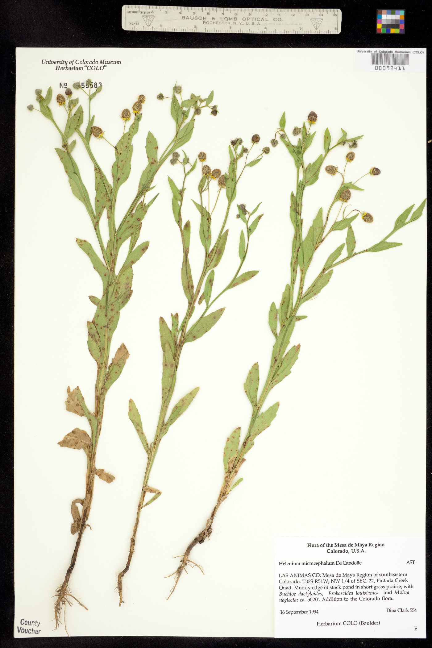 Helenium microcephalum image