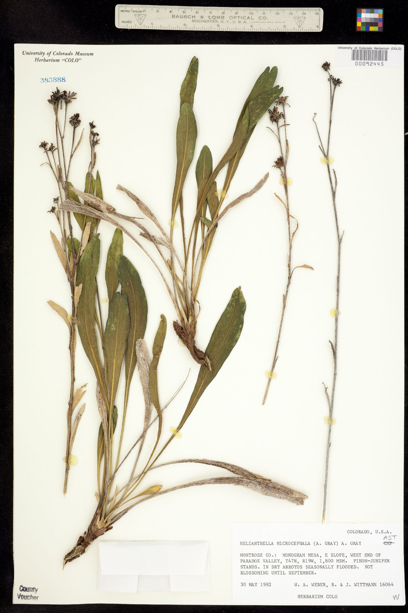 Helianthella microcephala image