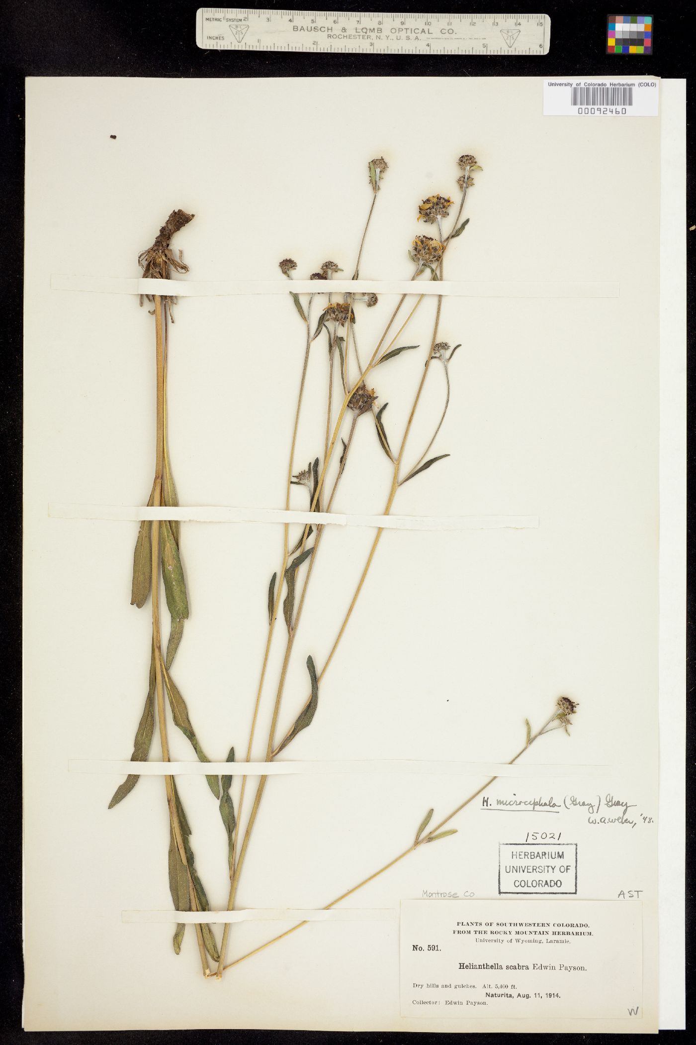 Helianthella microcephala image