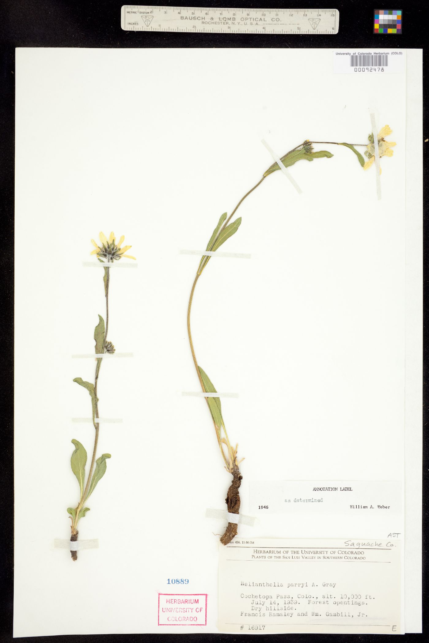 Helianthella parryi image