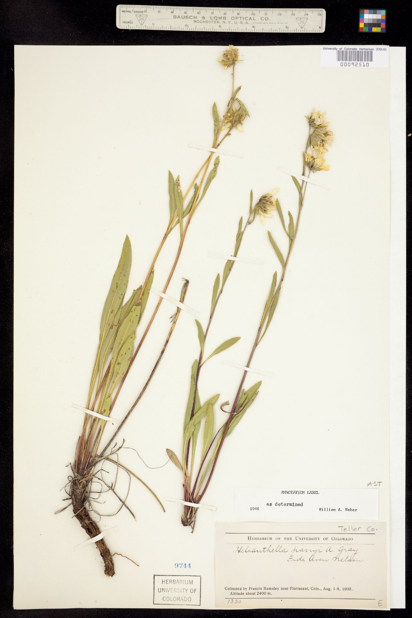 Helianthella parryi image