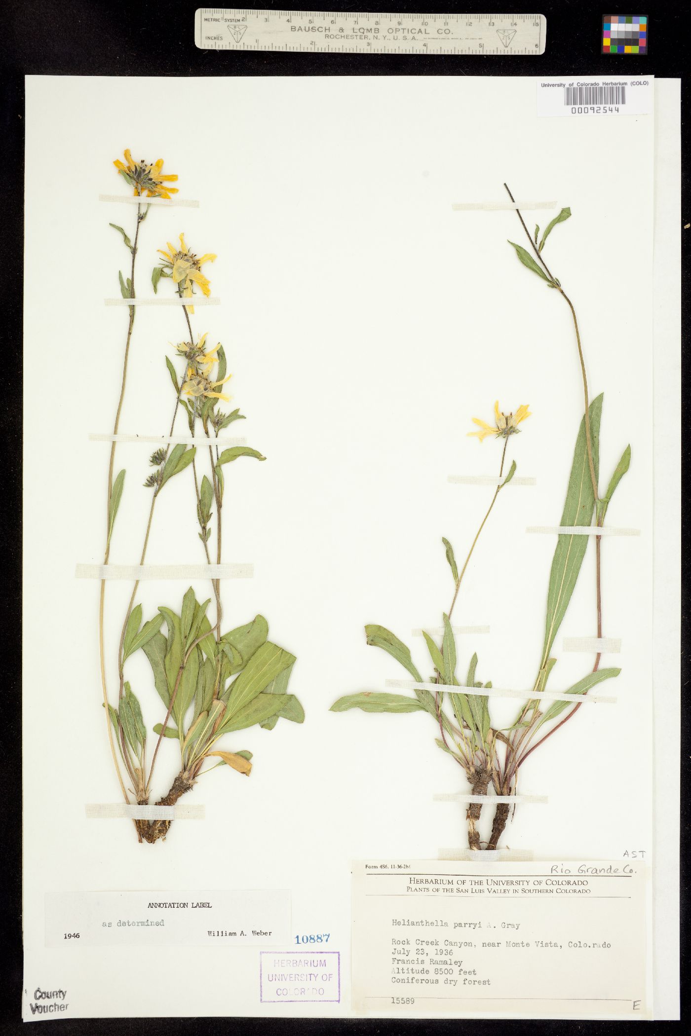 Helianthella parryi image