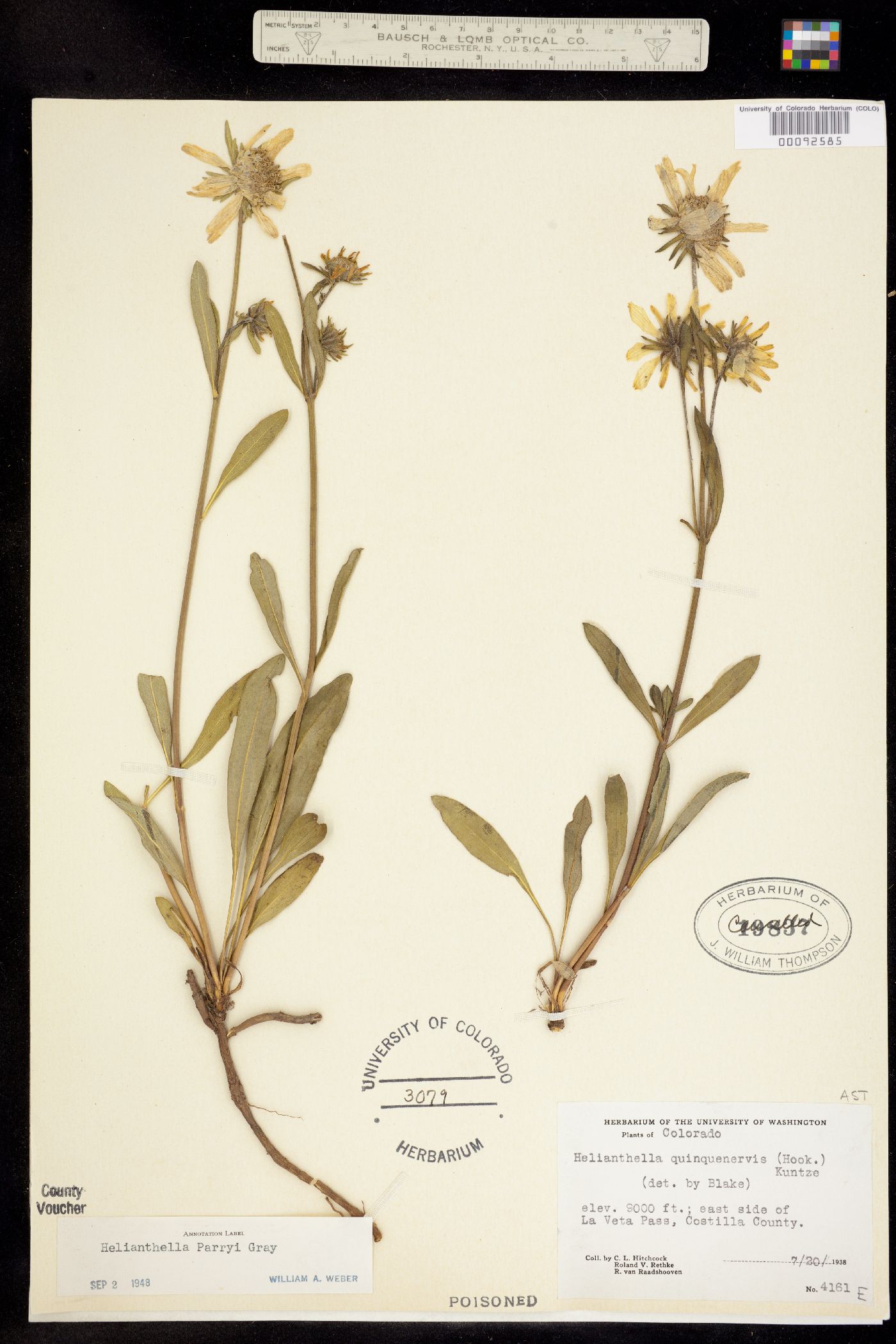 Helianthella parryi image