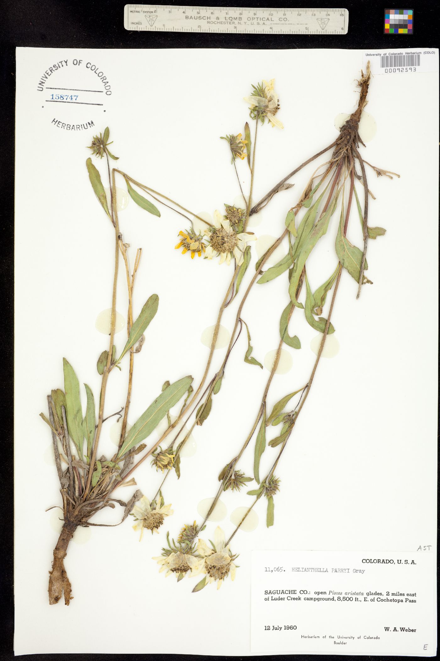 Helianthella parryi image