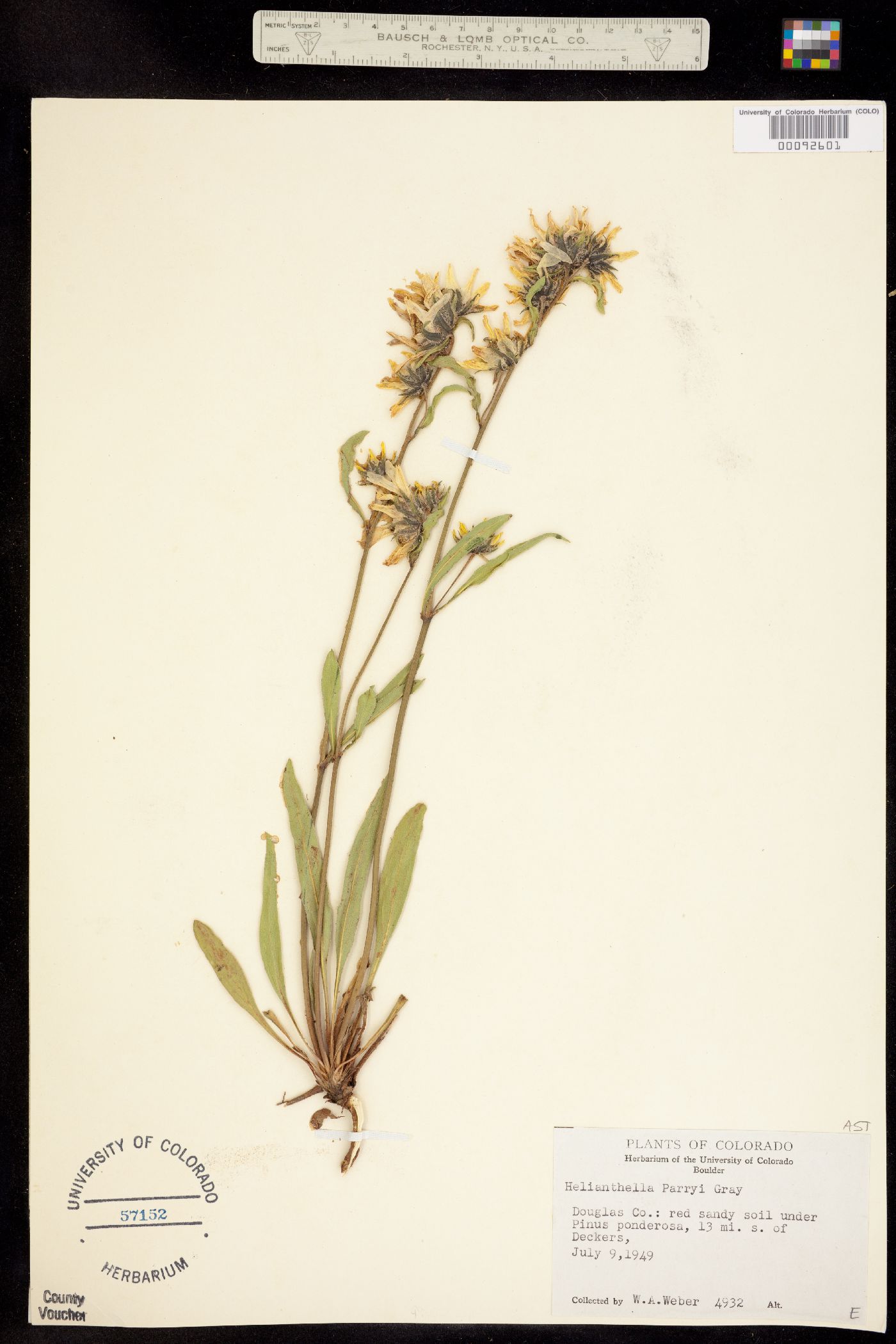 Helianthella image