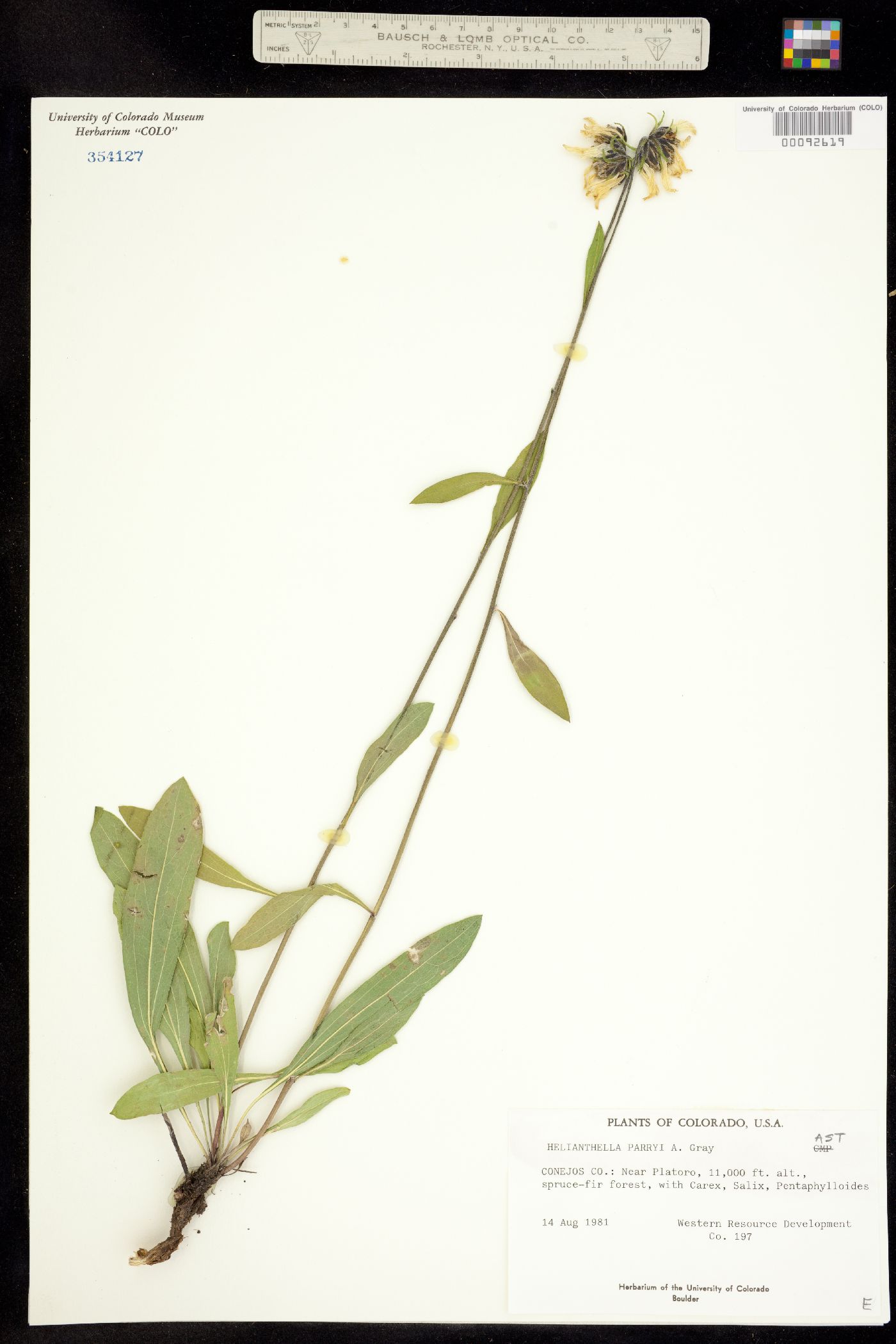 Helianthella parryi image