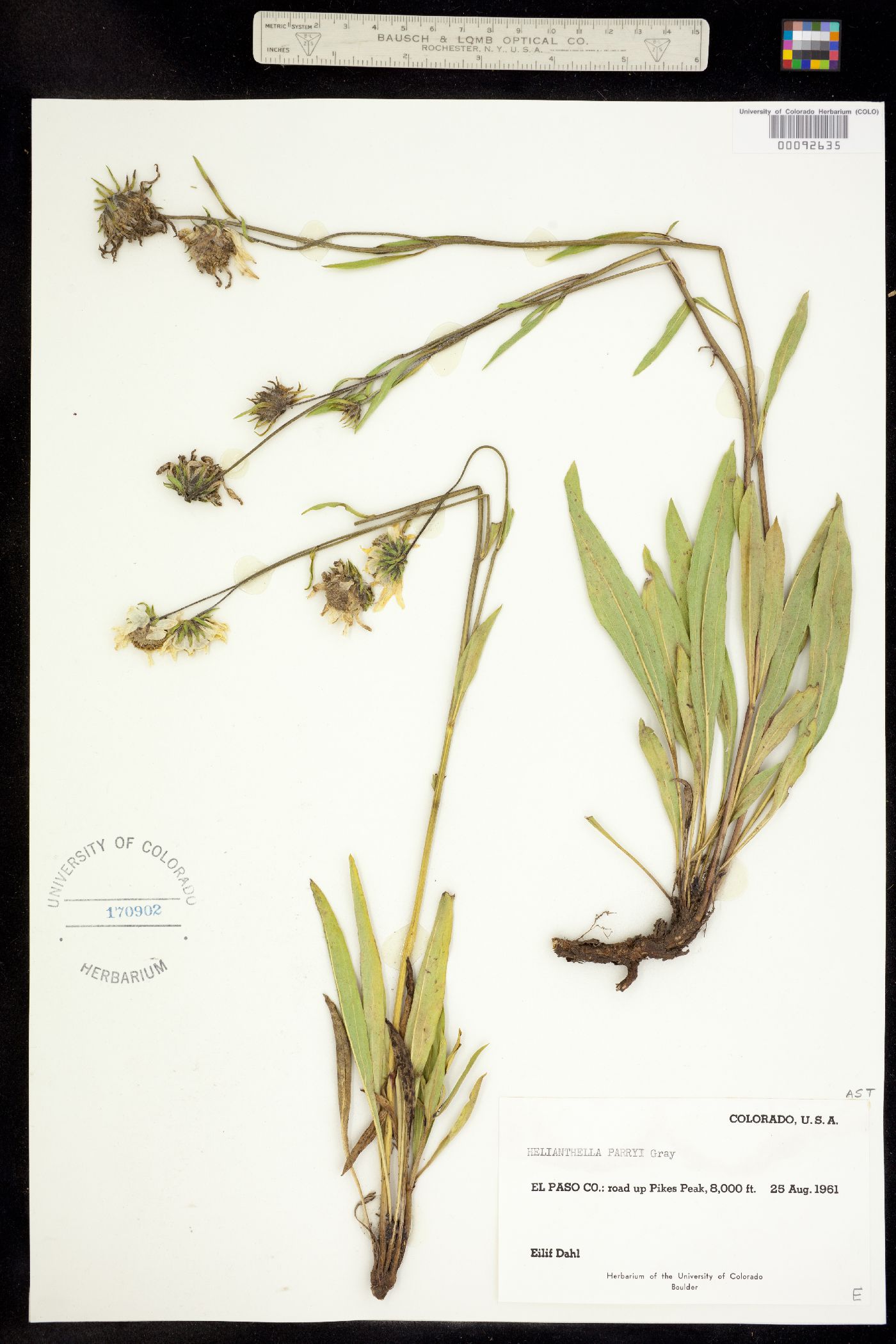 Helianthella parryi image