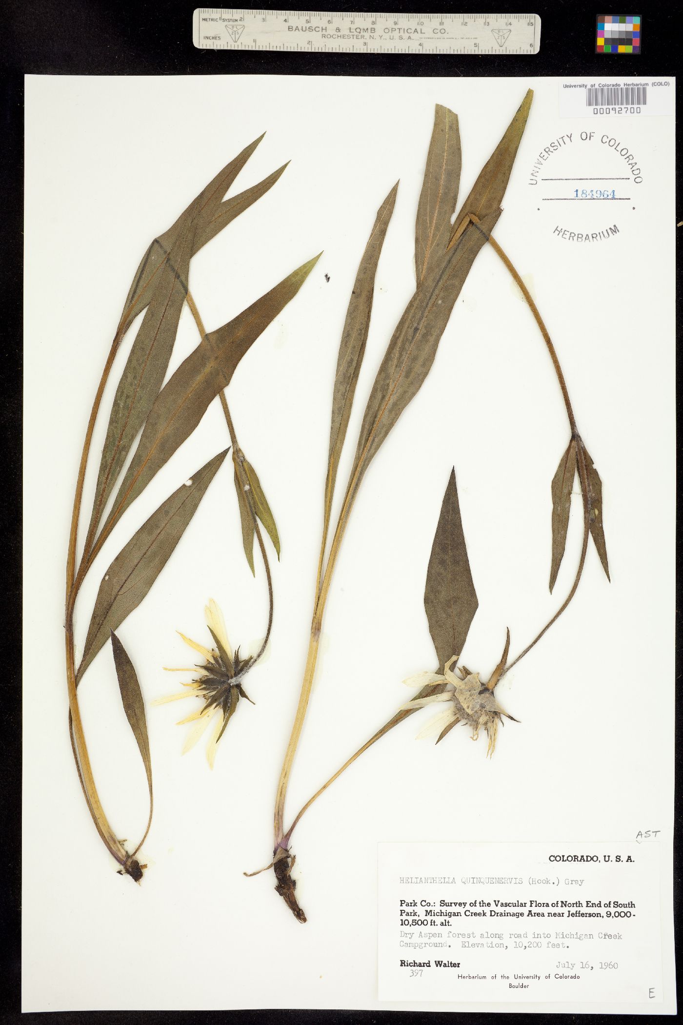 Helianthella quinquenervis image
