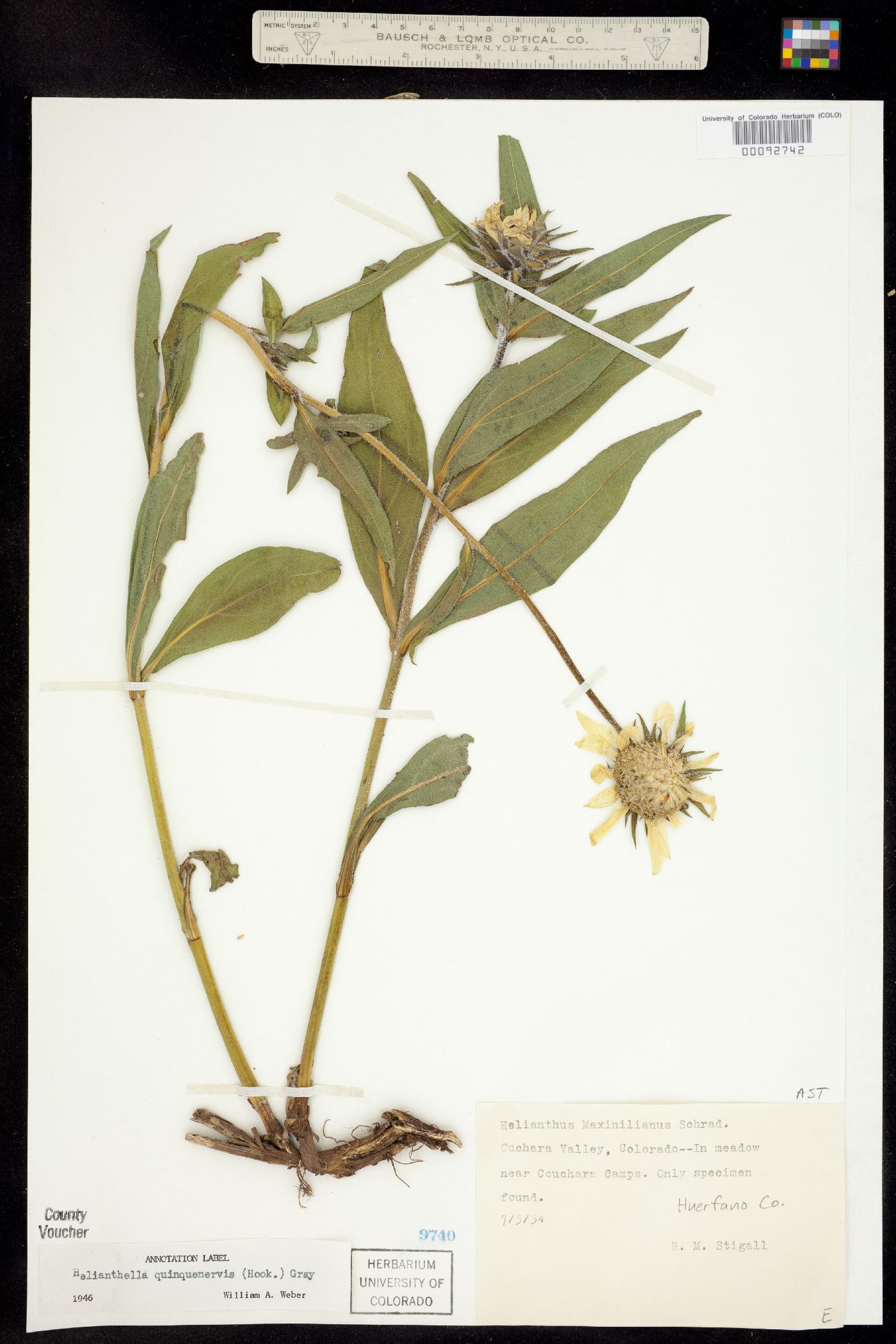Helianthella quinquenervis image