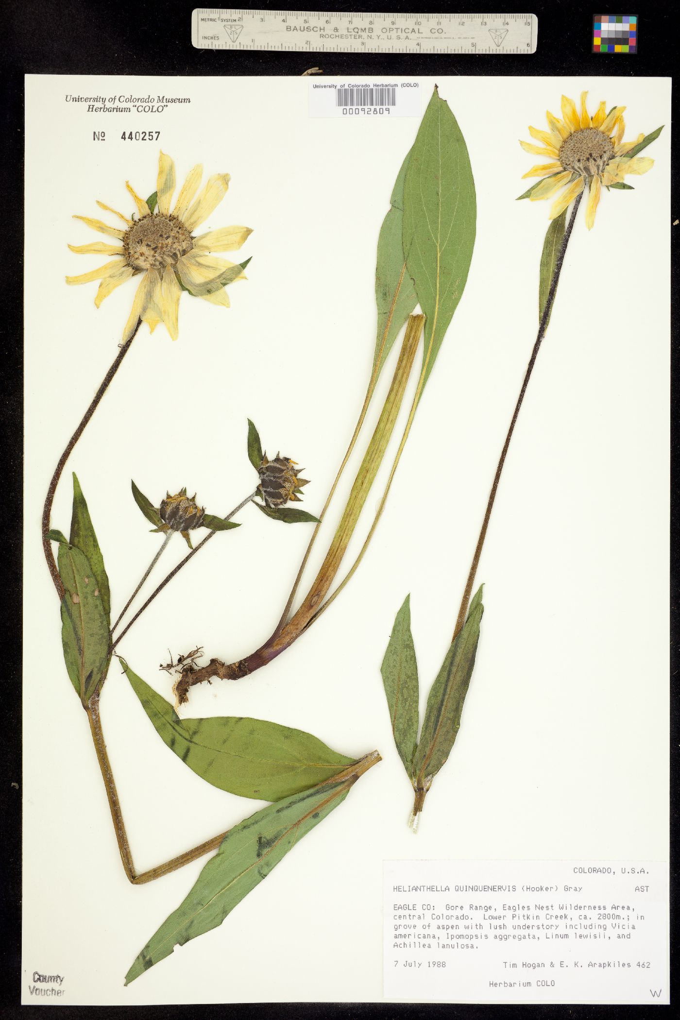 Helianthella quinquenervis image