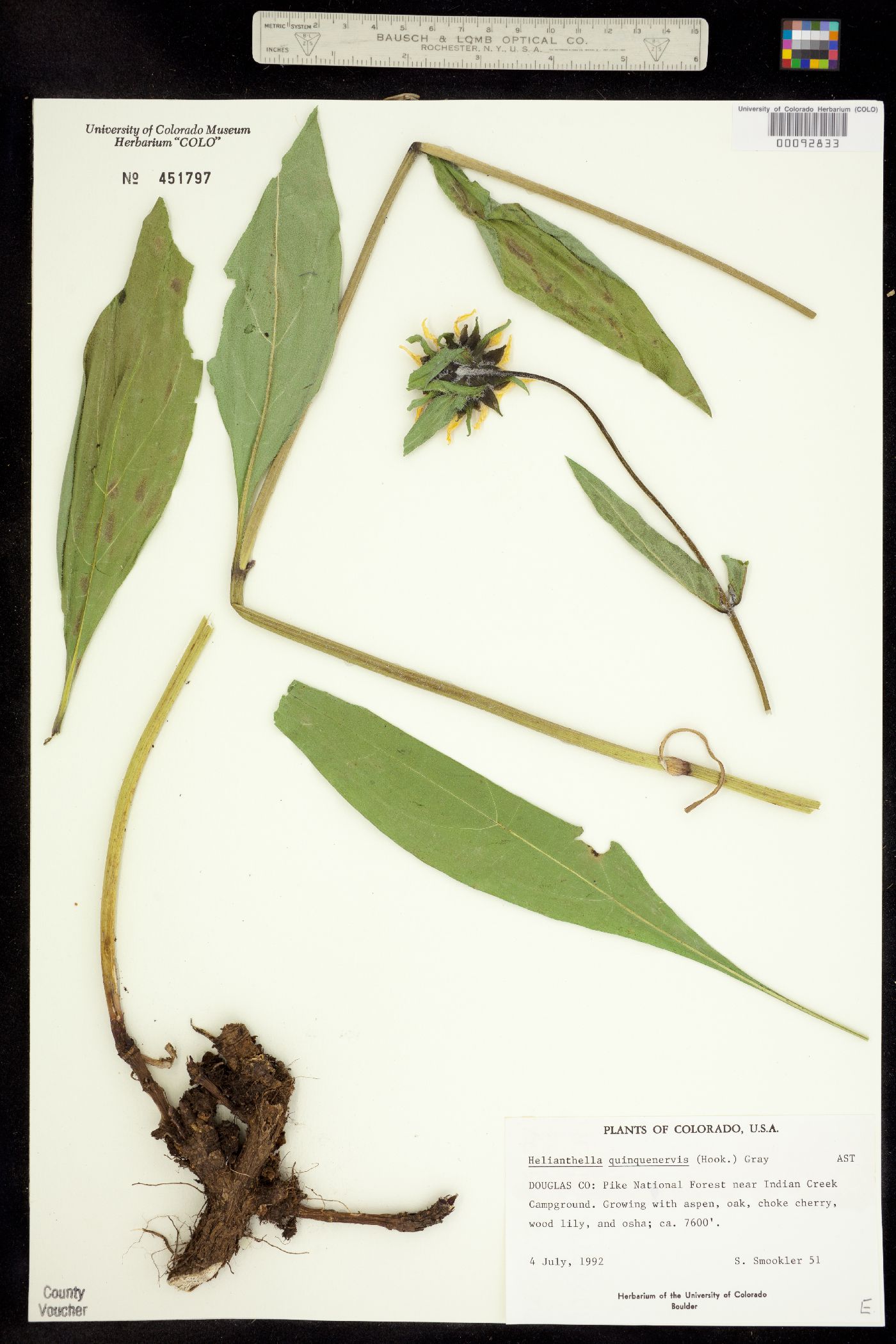 Helianthella quinquenervis image