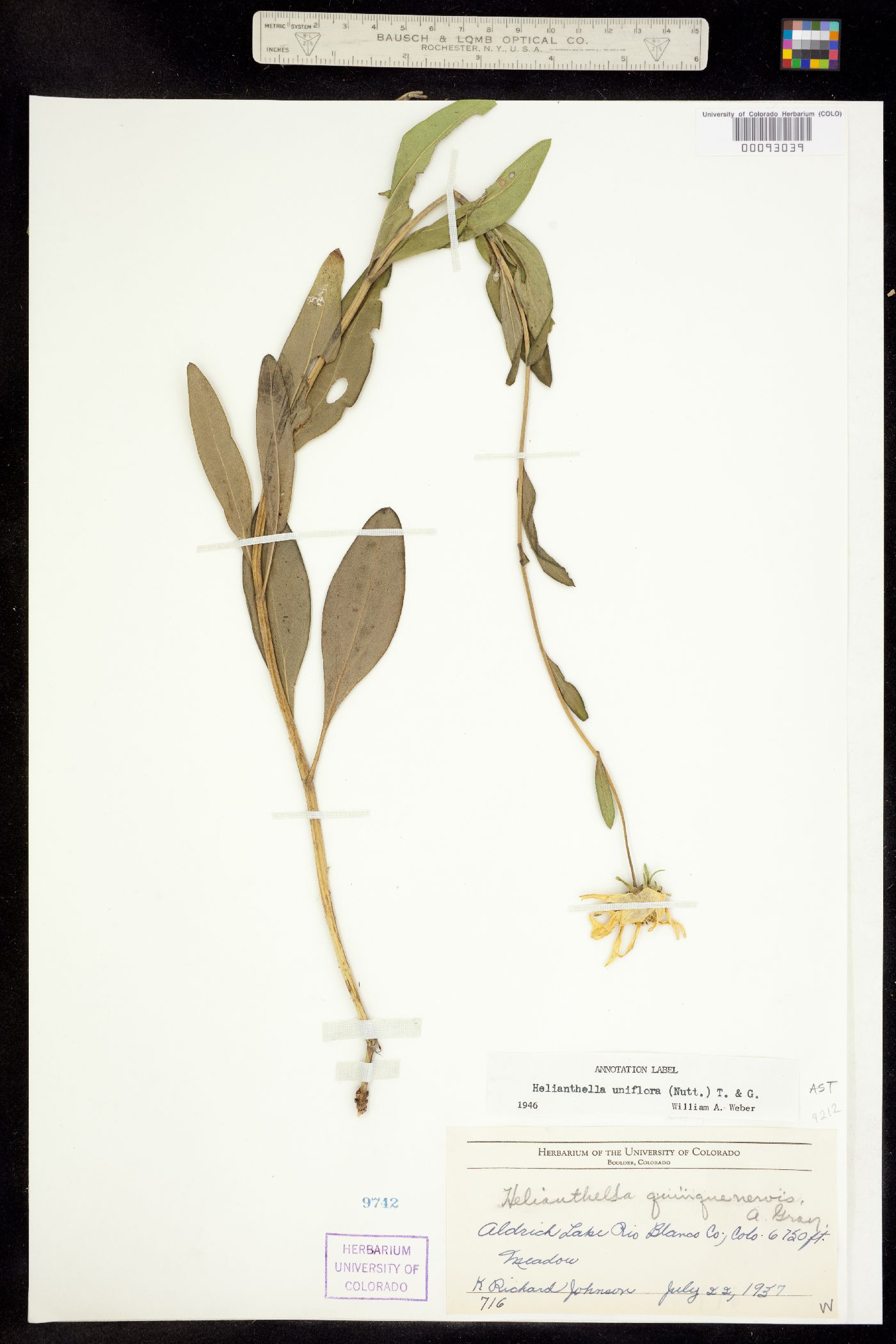 Helianthella uniflora image