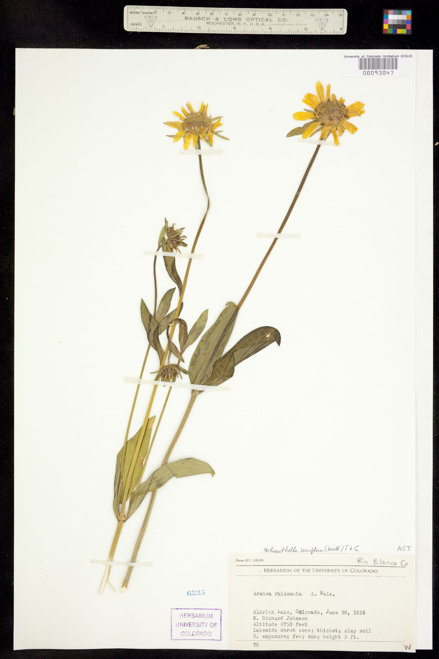 Helianthella uniflora image