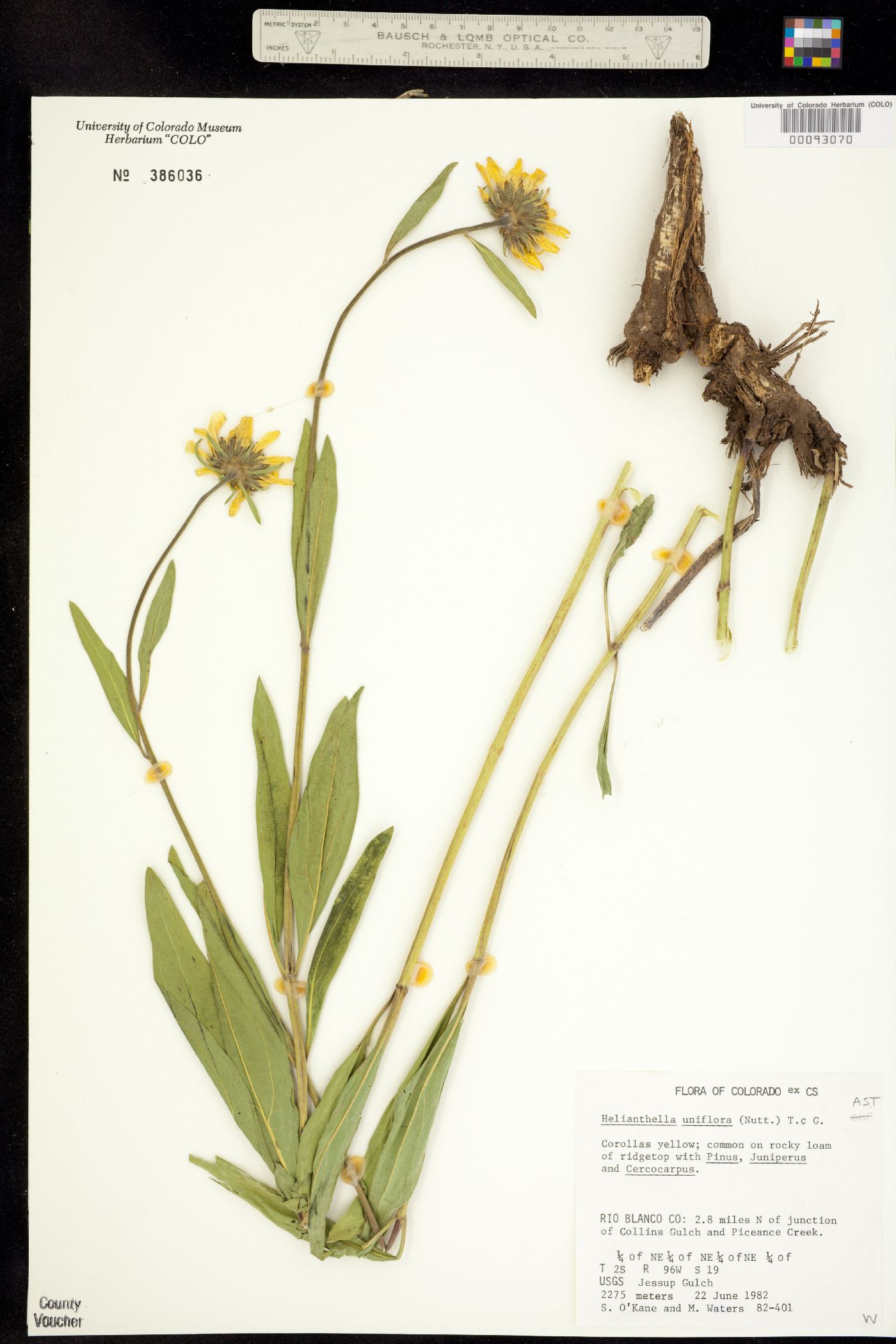 Helianthella uniflora image